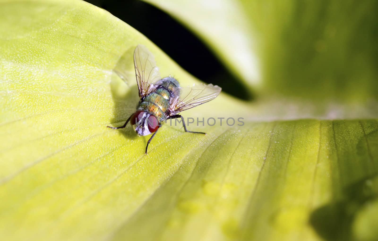 Close up of a Sarcophaga fly resting on a leaf