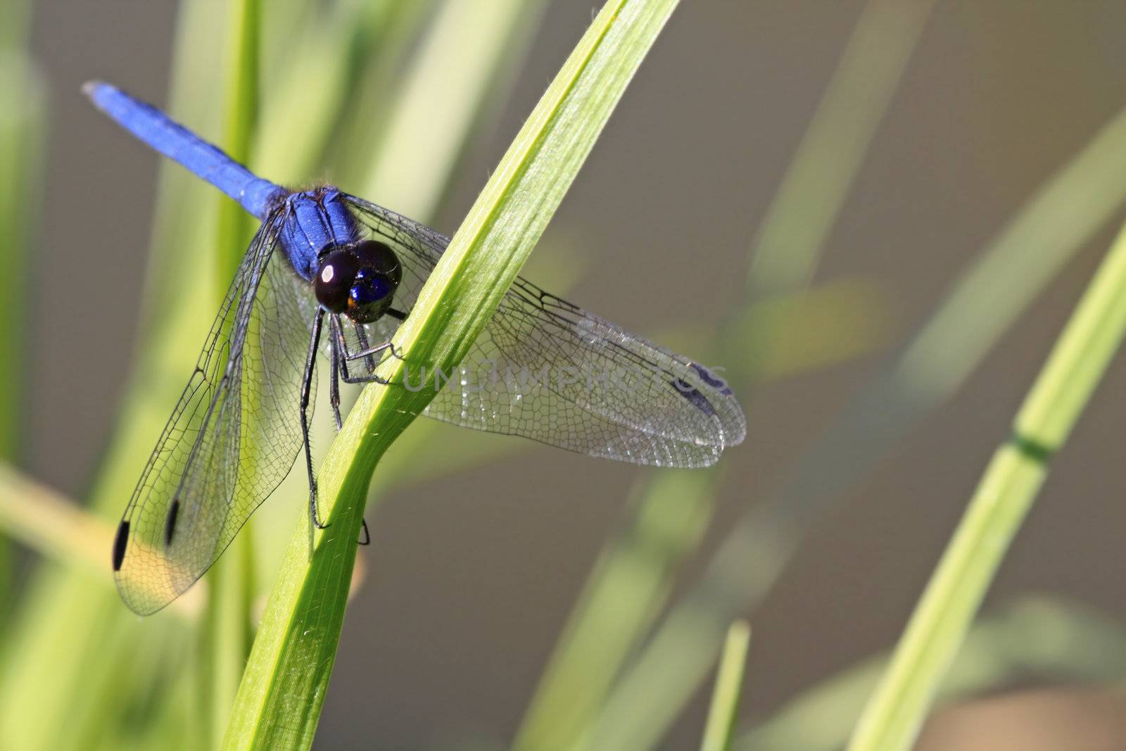 Big blue dragonfly clutching onto a blade of grass