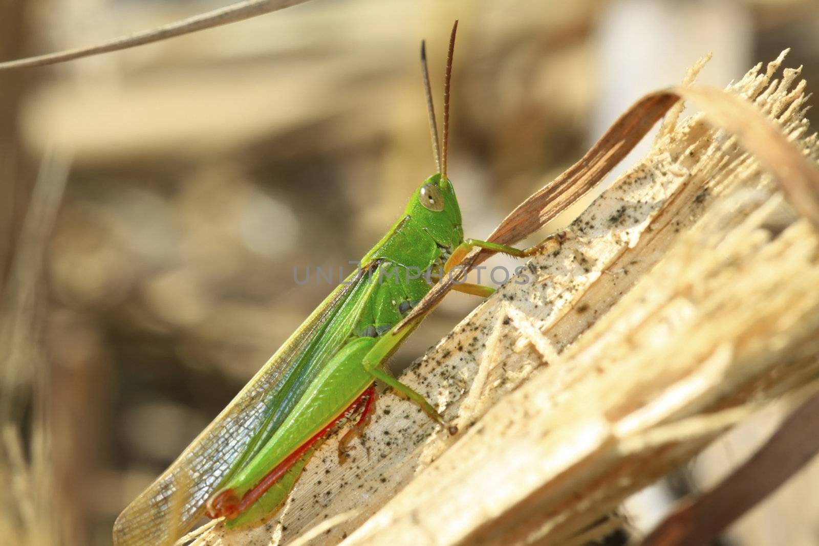 Bright green Grasshopper