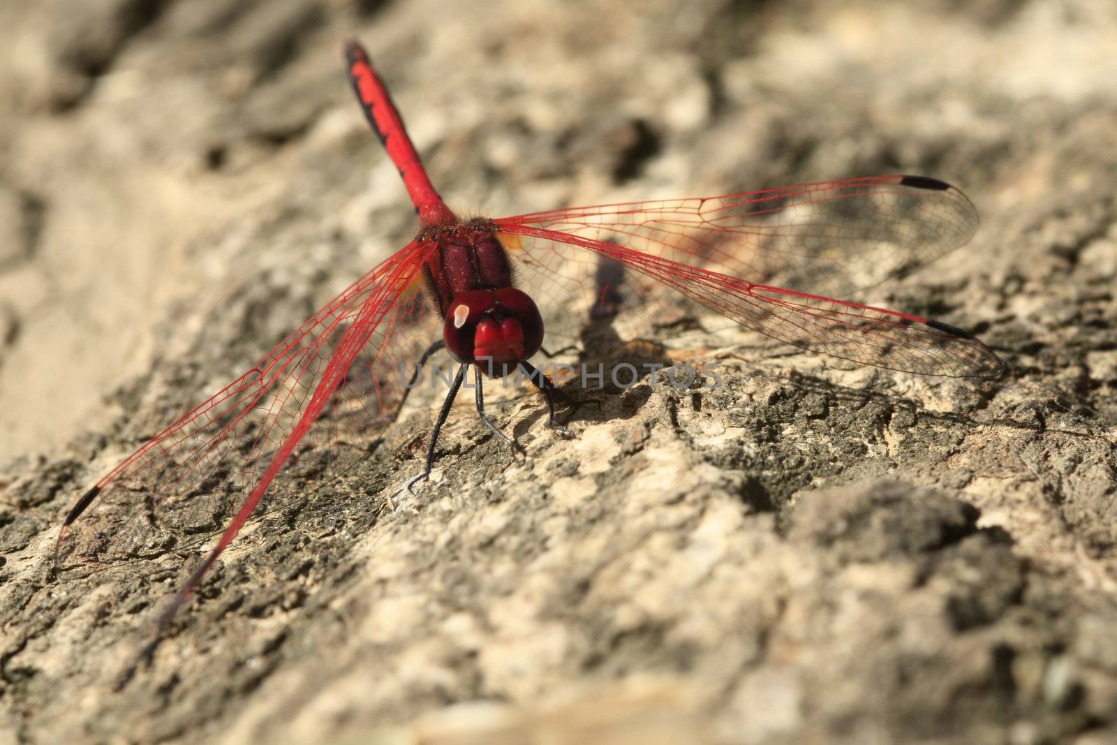 Macro of a big red dragonfly