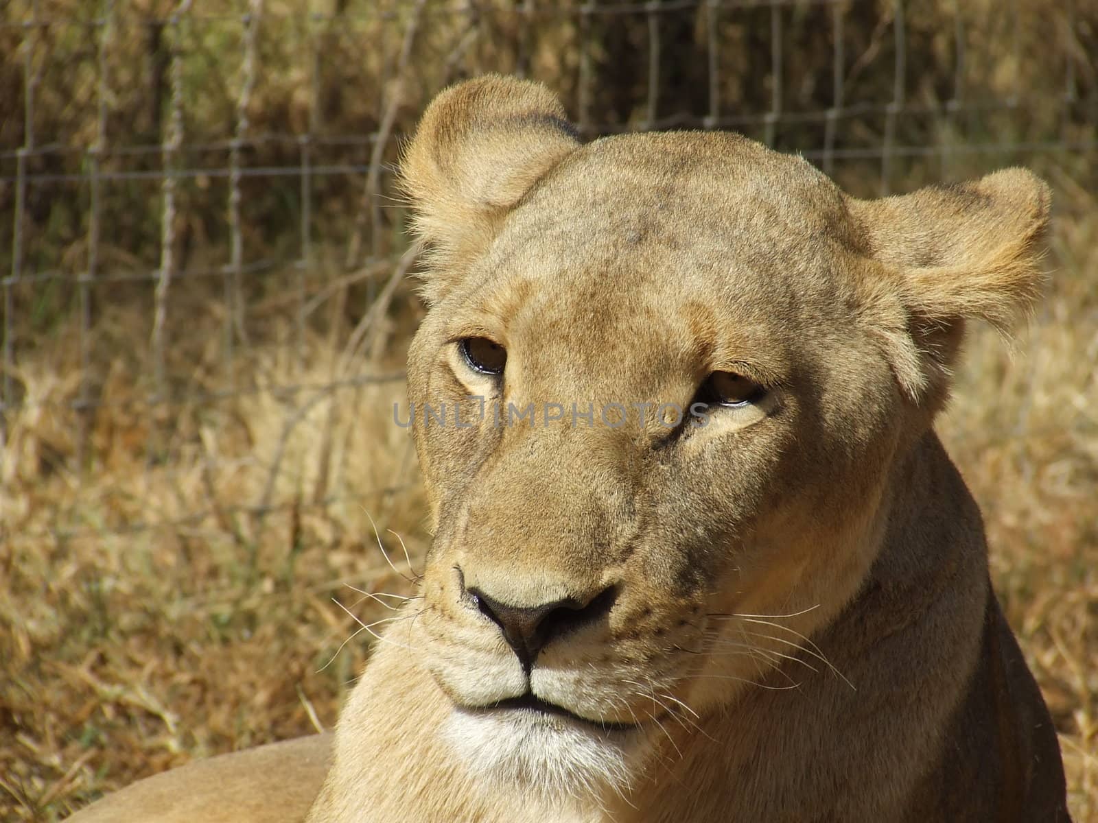 Pensive Lioness in a game reserve in South Africa