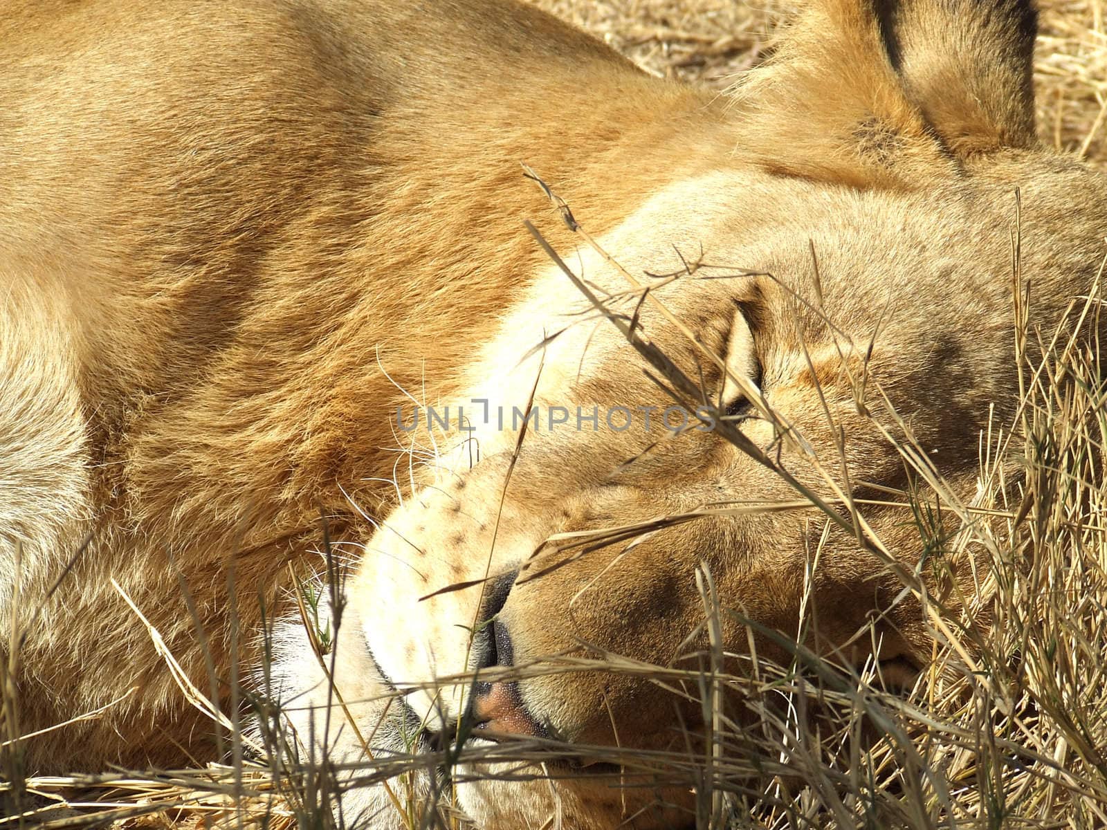 A sleeping lioness