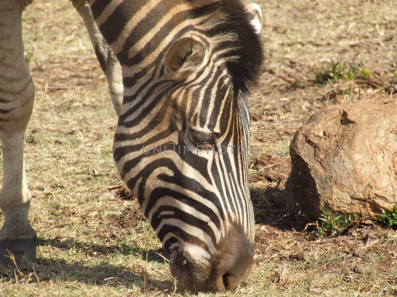 Zebra grazing peacefully in a game reserve in South Africa