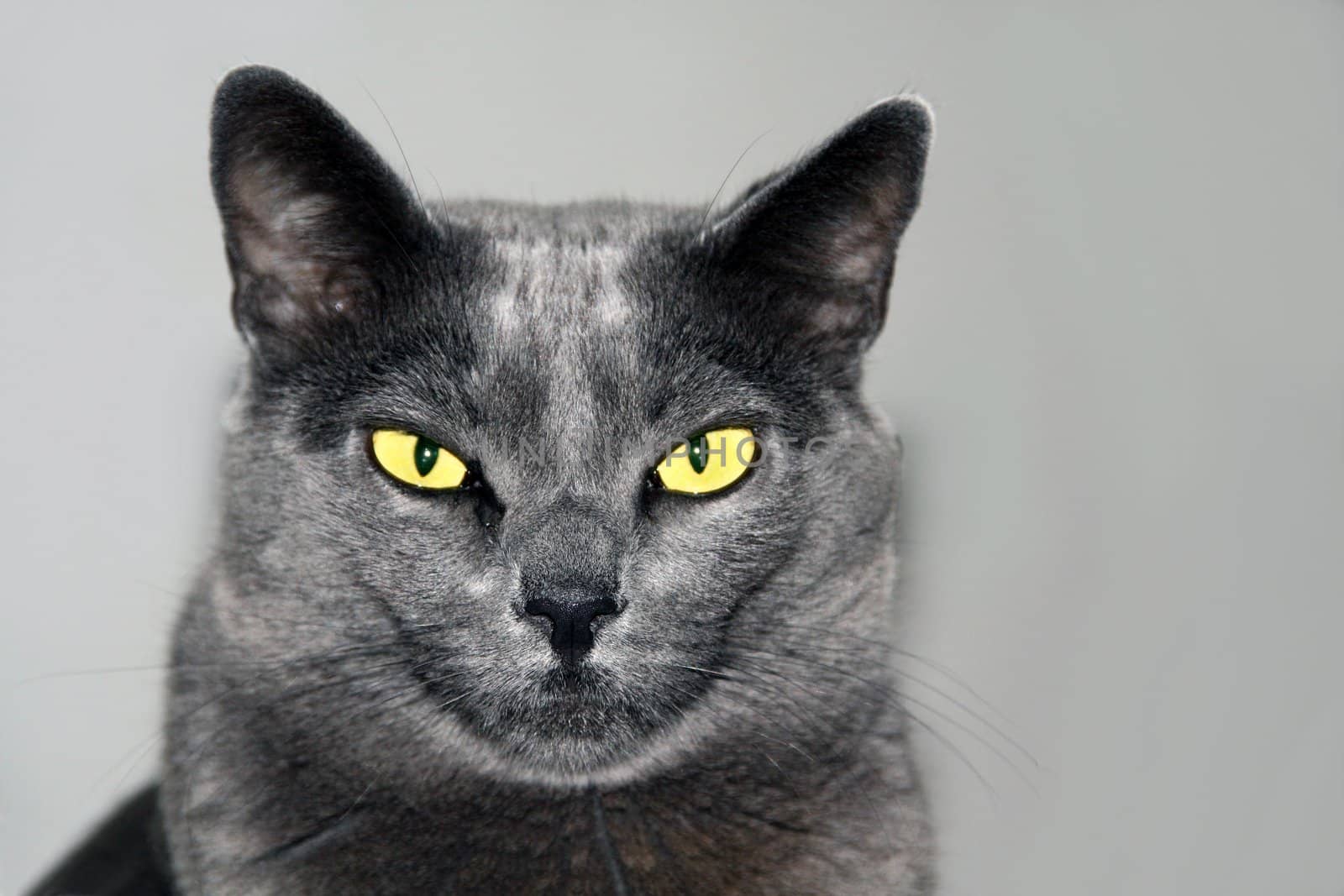 Burmese cat with beautiful eyes