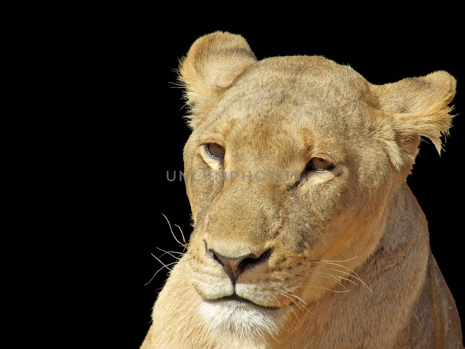 Lioness on black by ChrisAlleaume