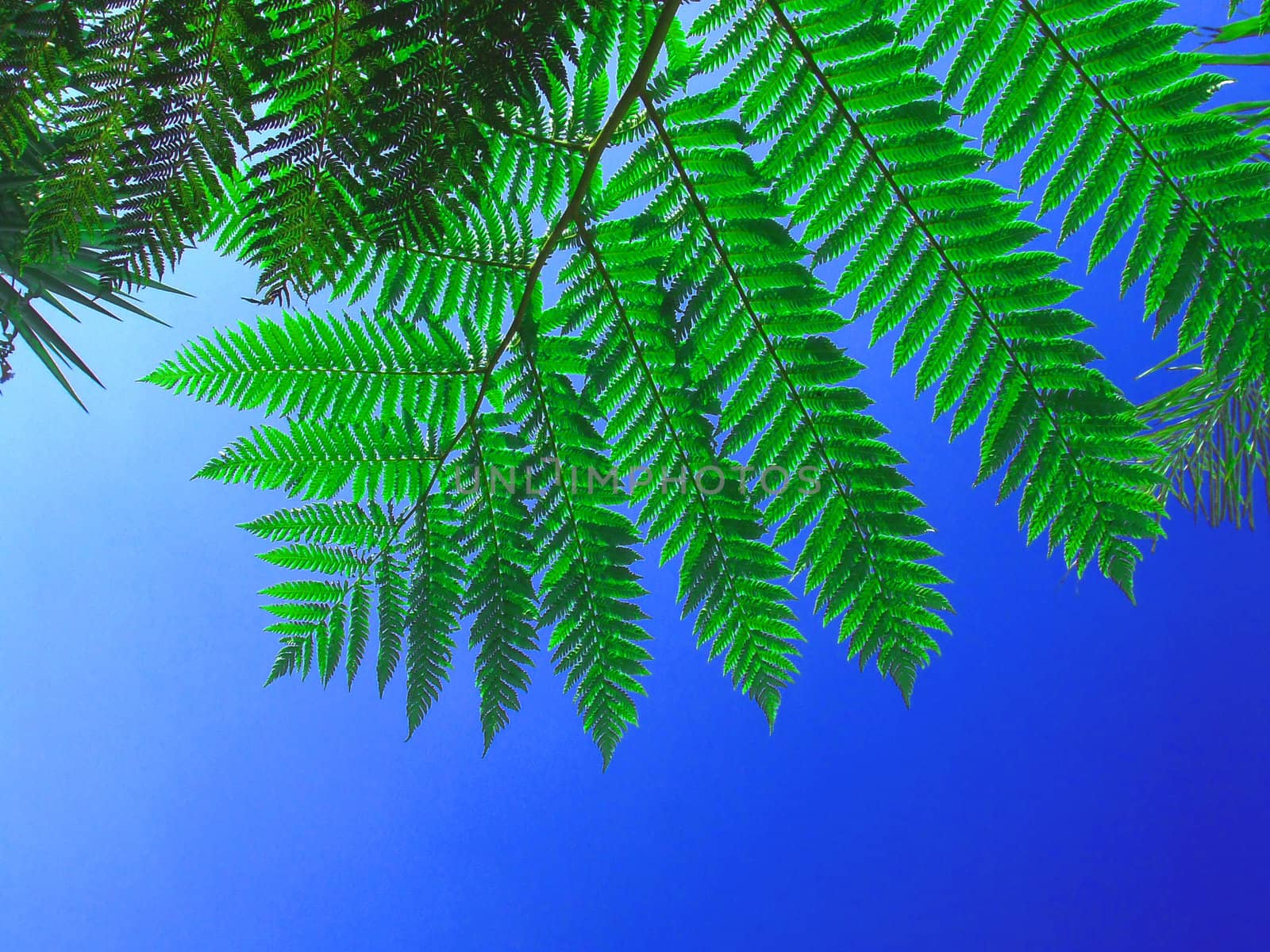 Bright green fern against blue sky
