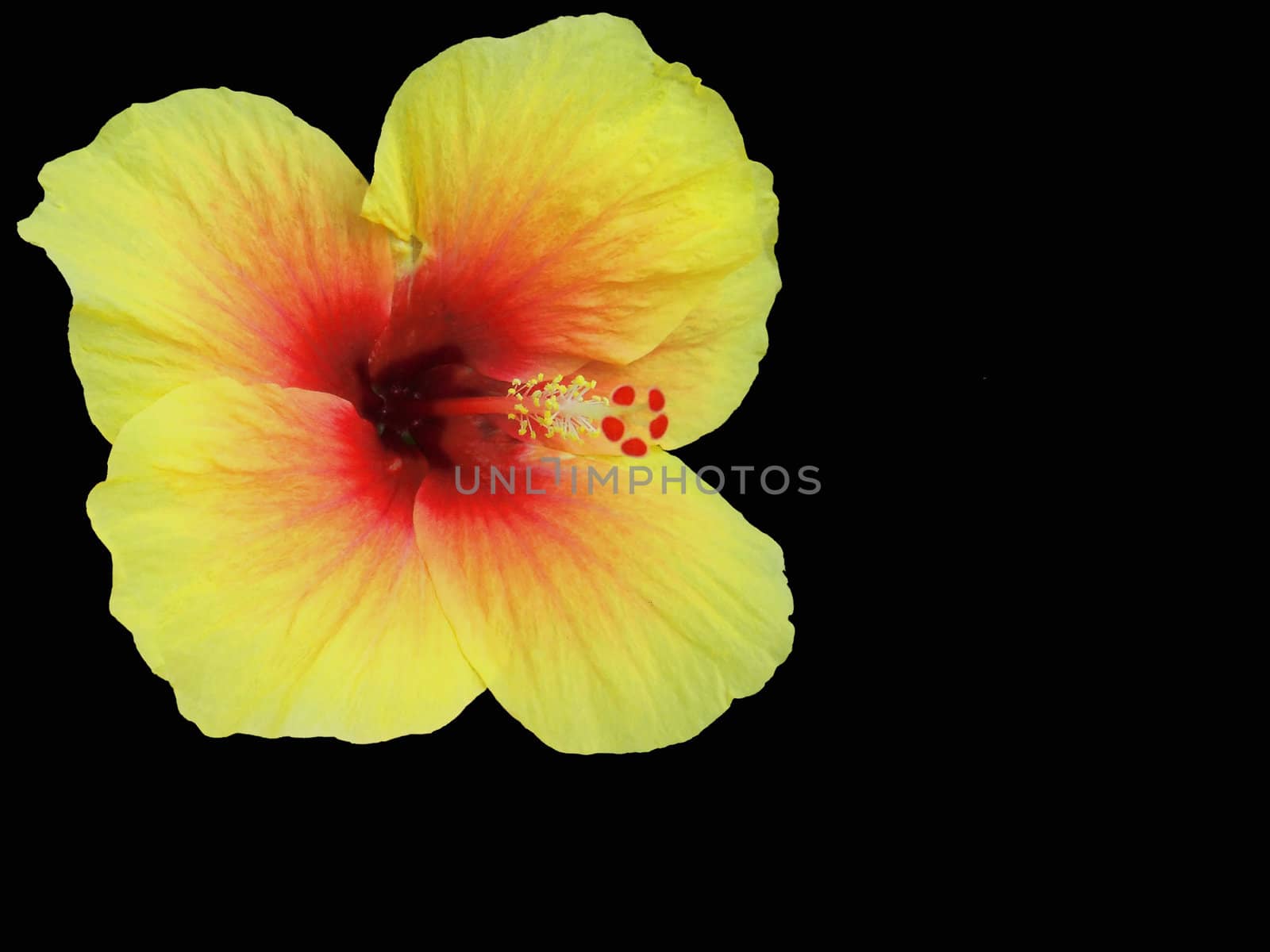 Yellow and Red Hibiscus isolated on black background by ChrisAlleaume