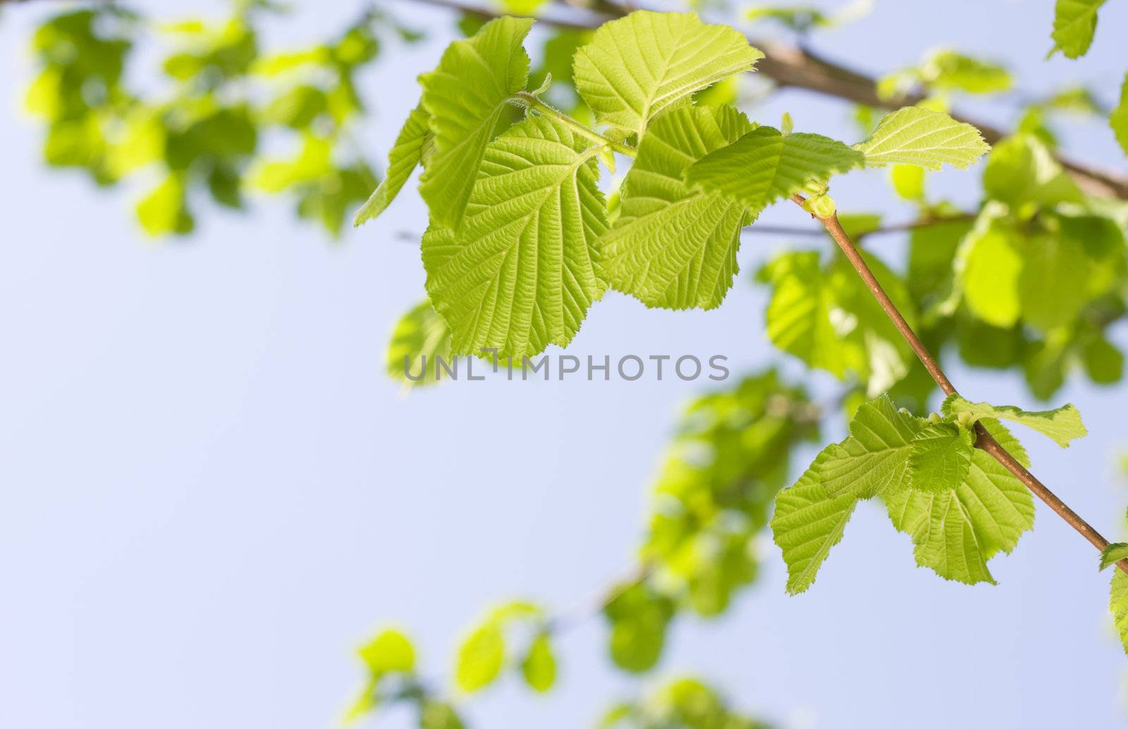 Spring Hazel or Elm leaves by rozhenyuk