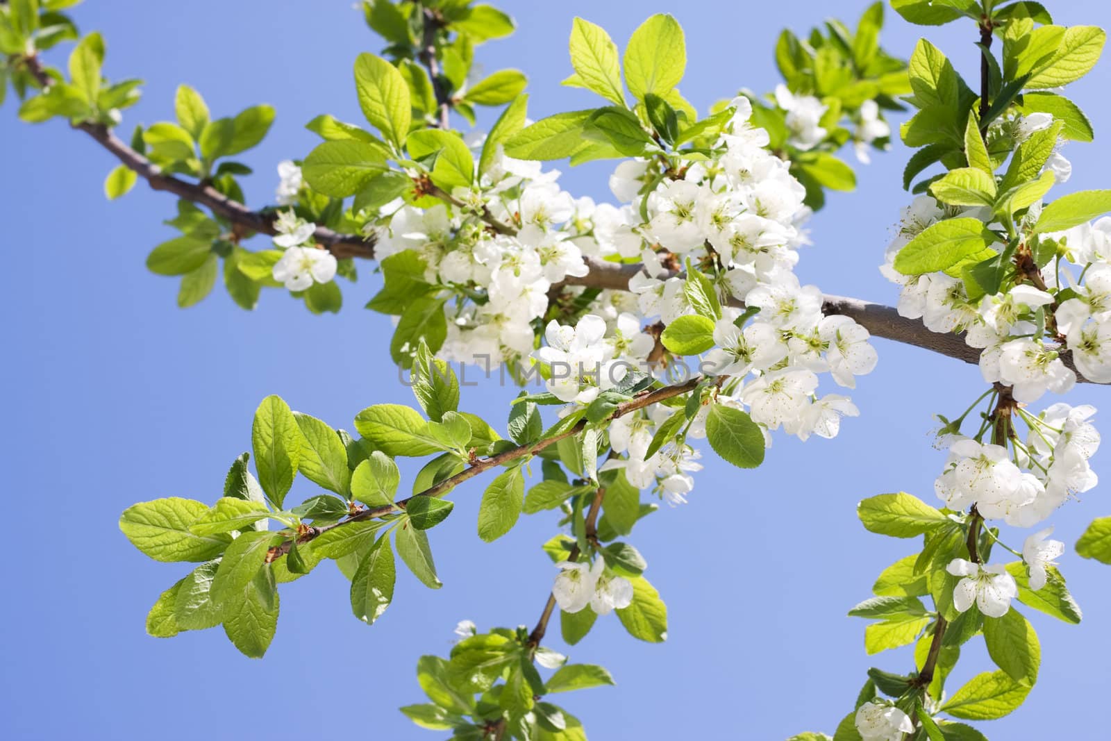 Spring Plum or Cherry leaves and blossom over sunny sky