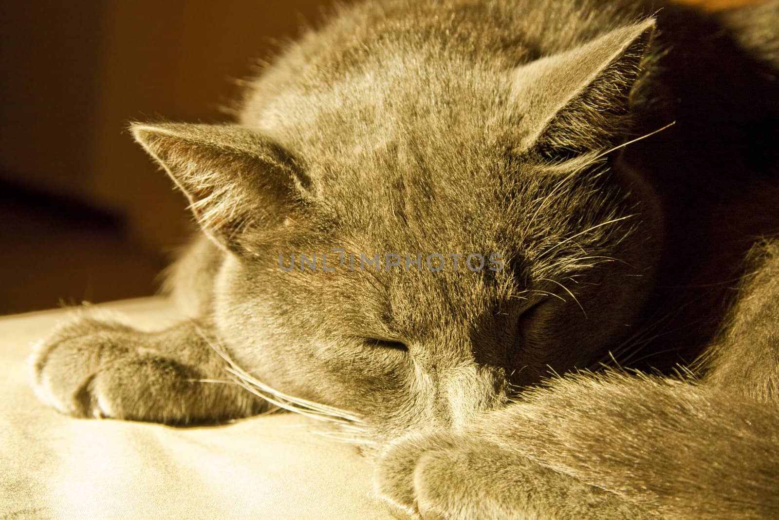 A cat sleeping very peacefully in warm light