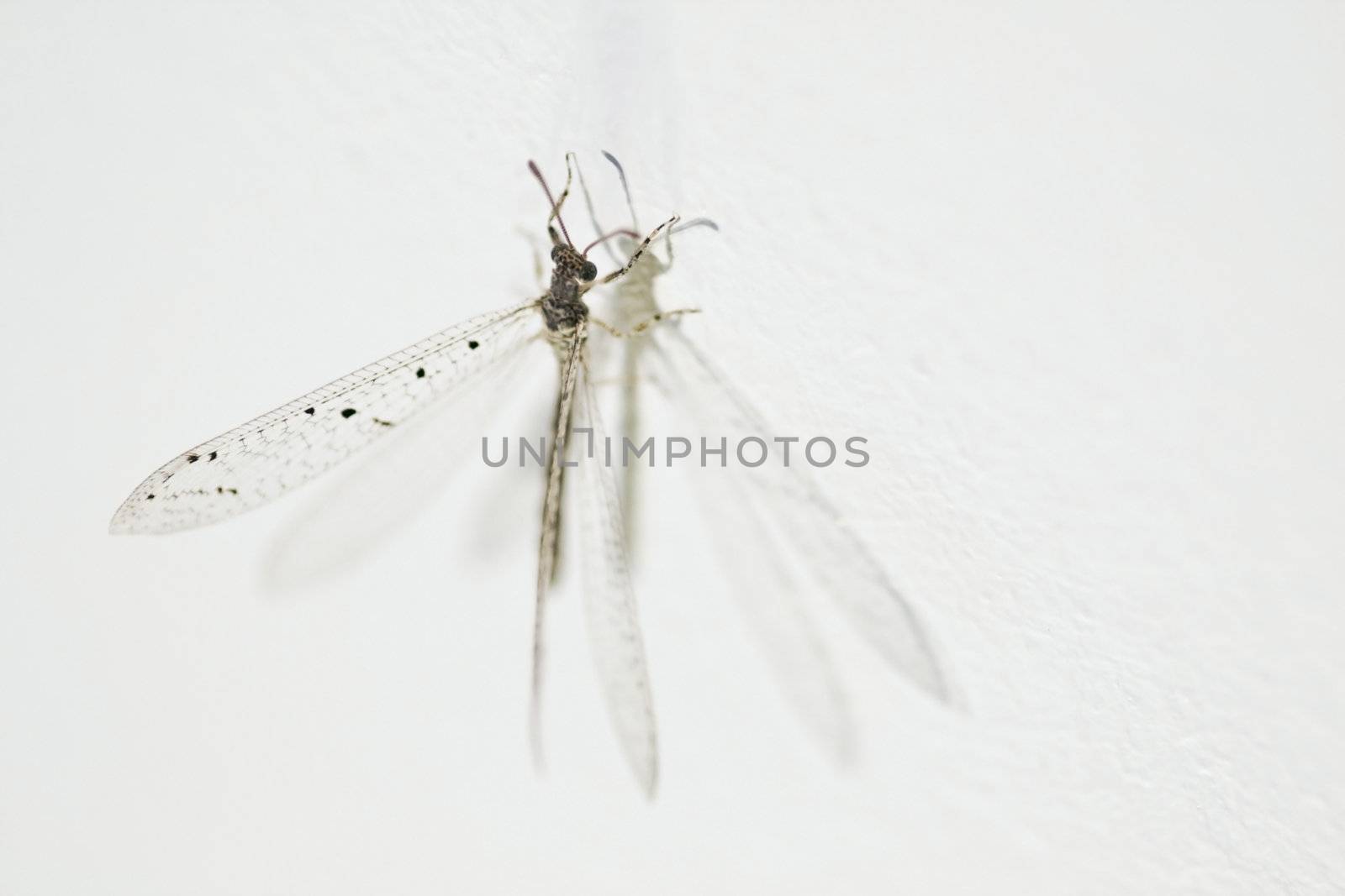Dragonfly on a wall by ChrisAlleaume