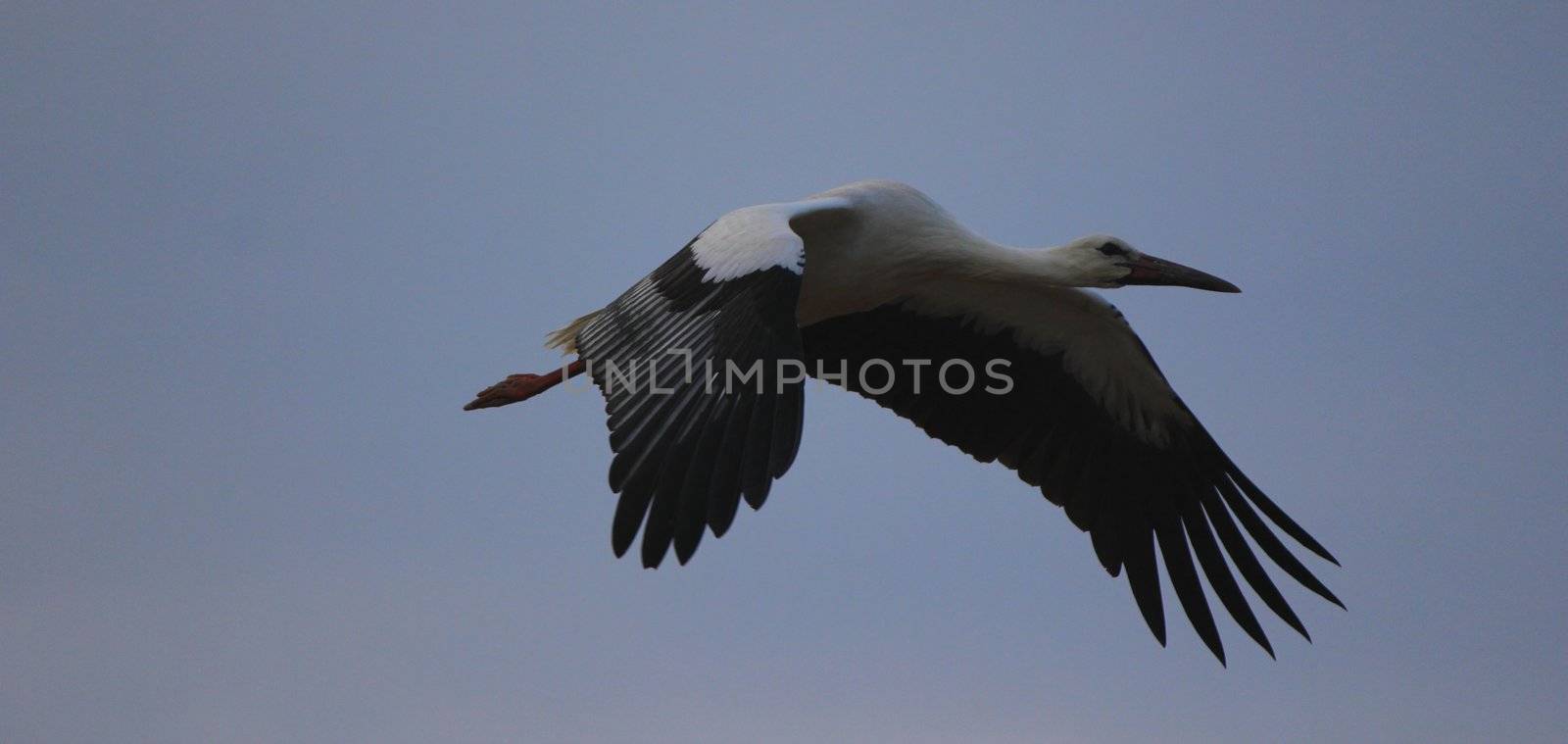 stork black and white