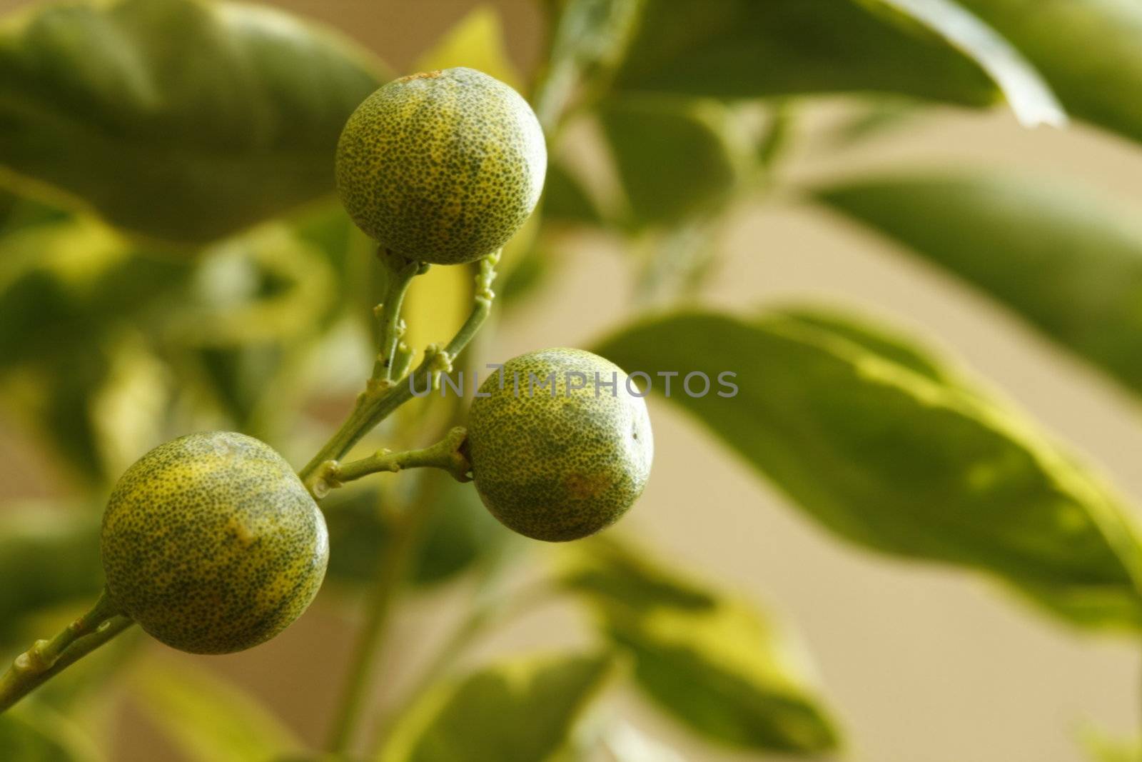 Miniature ornamental limes
