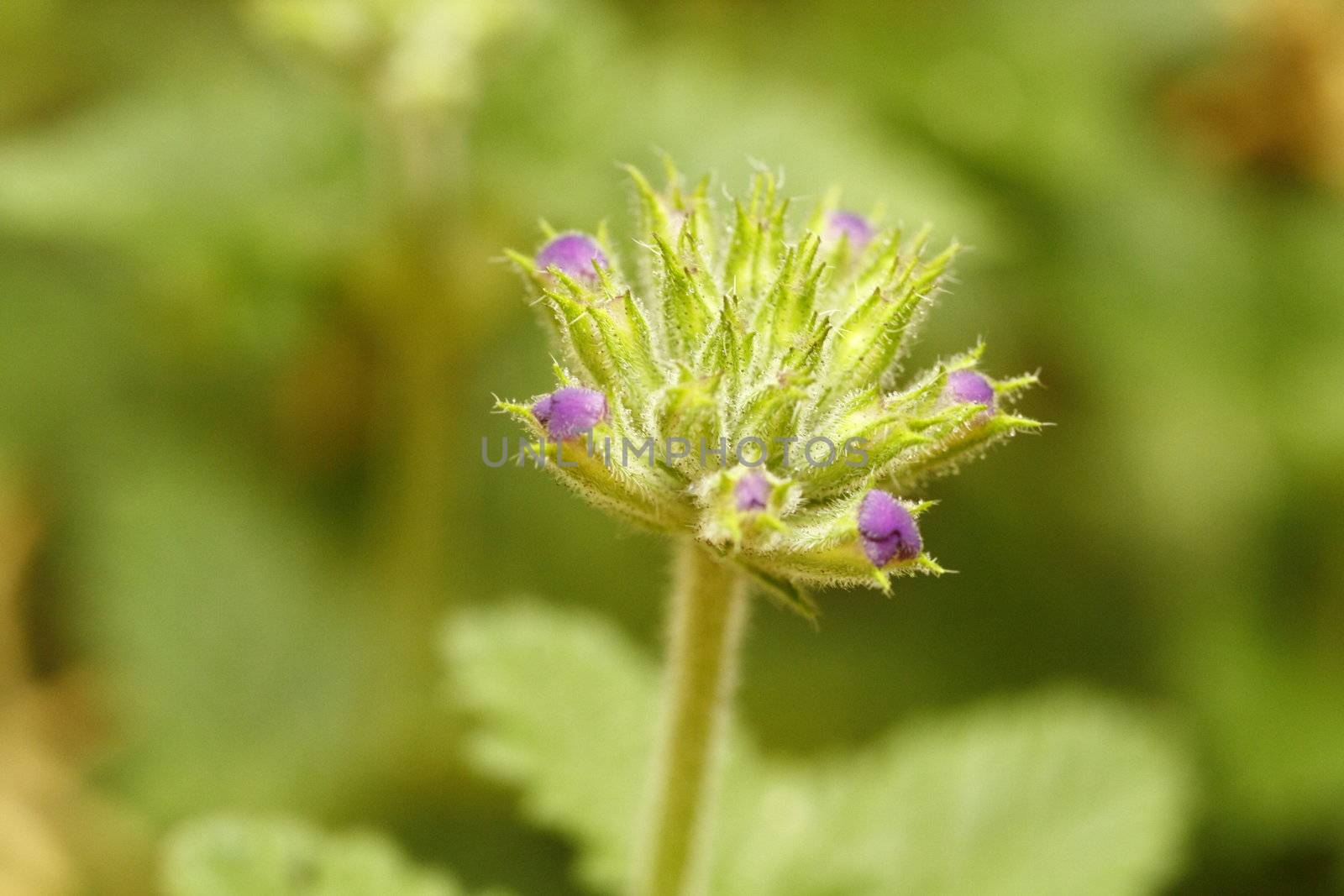 Young flower buds