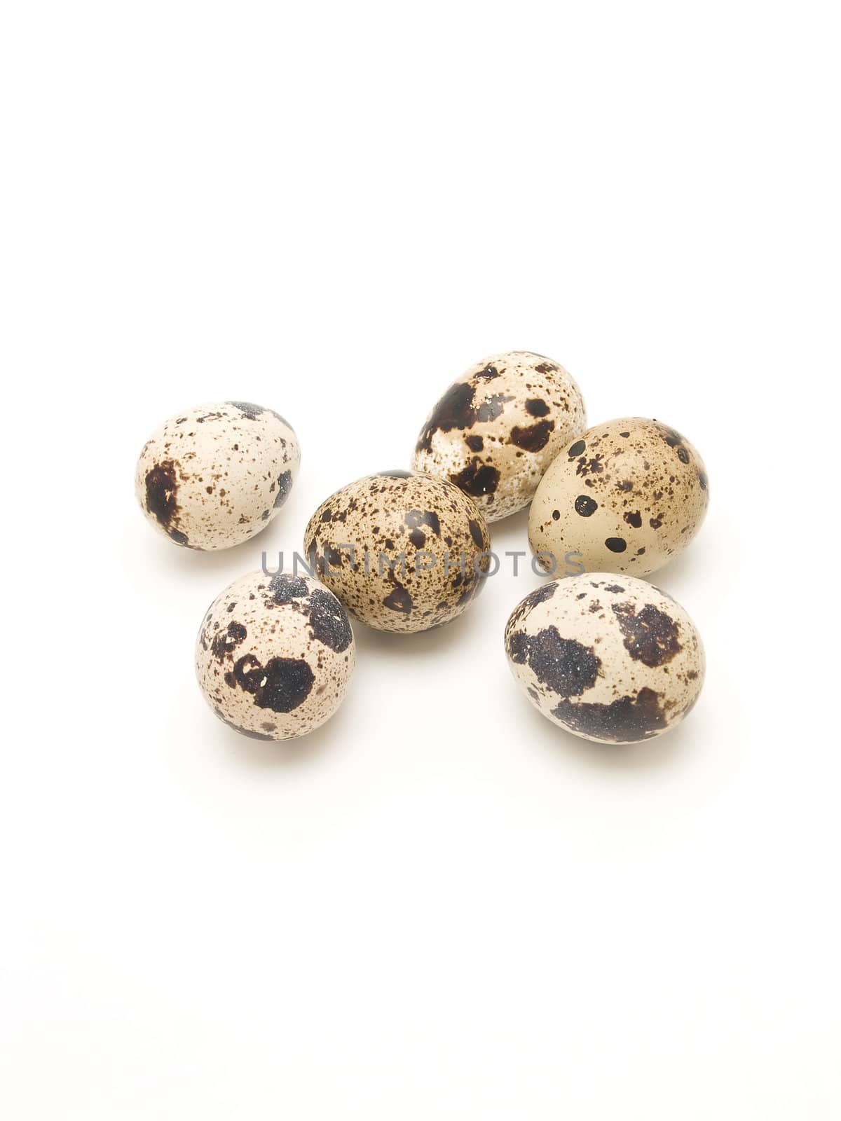 quail eggs by lauria