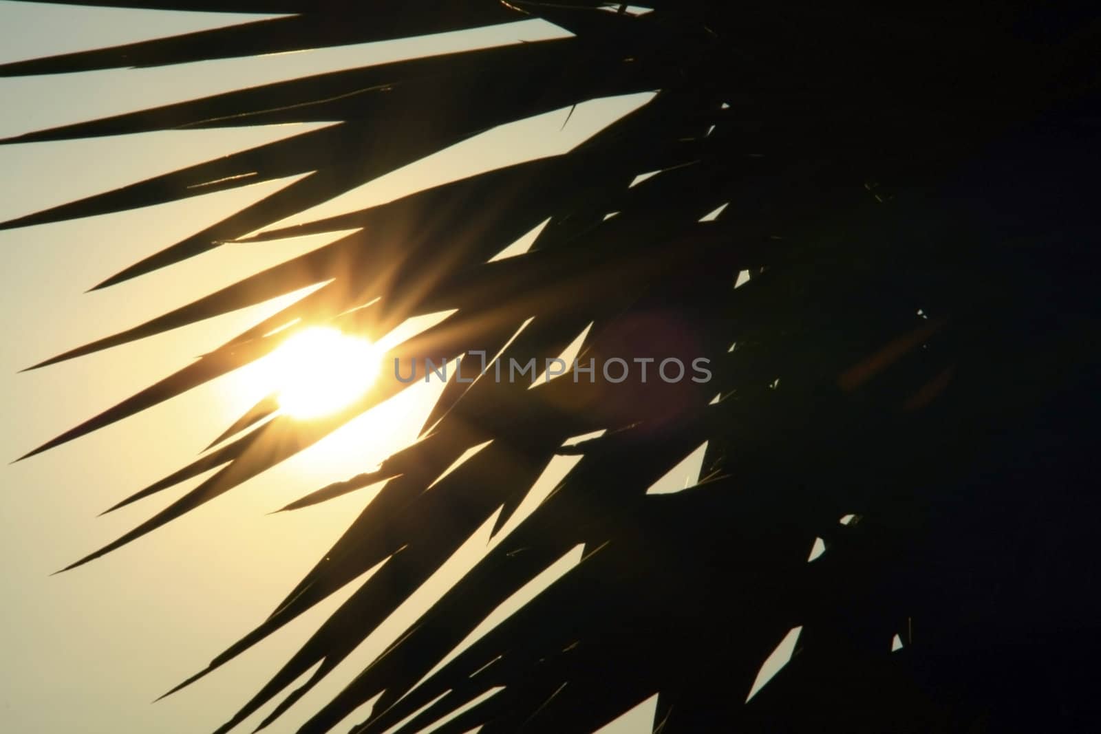 Sun shining through a palm tree by ChrisAlleaume