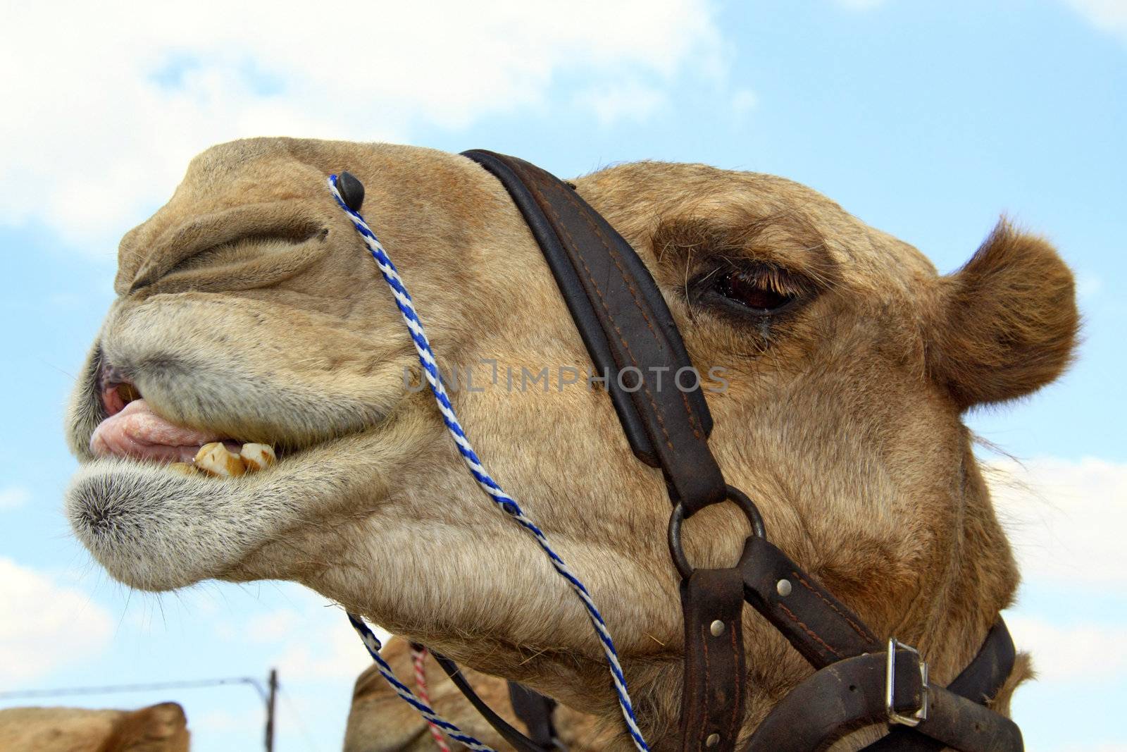 Camel Caravan