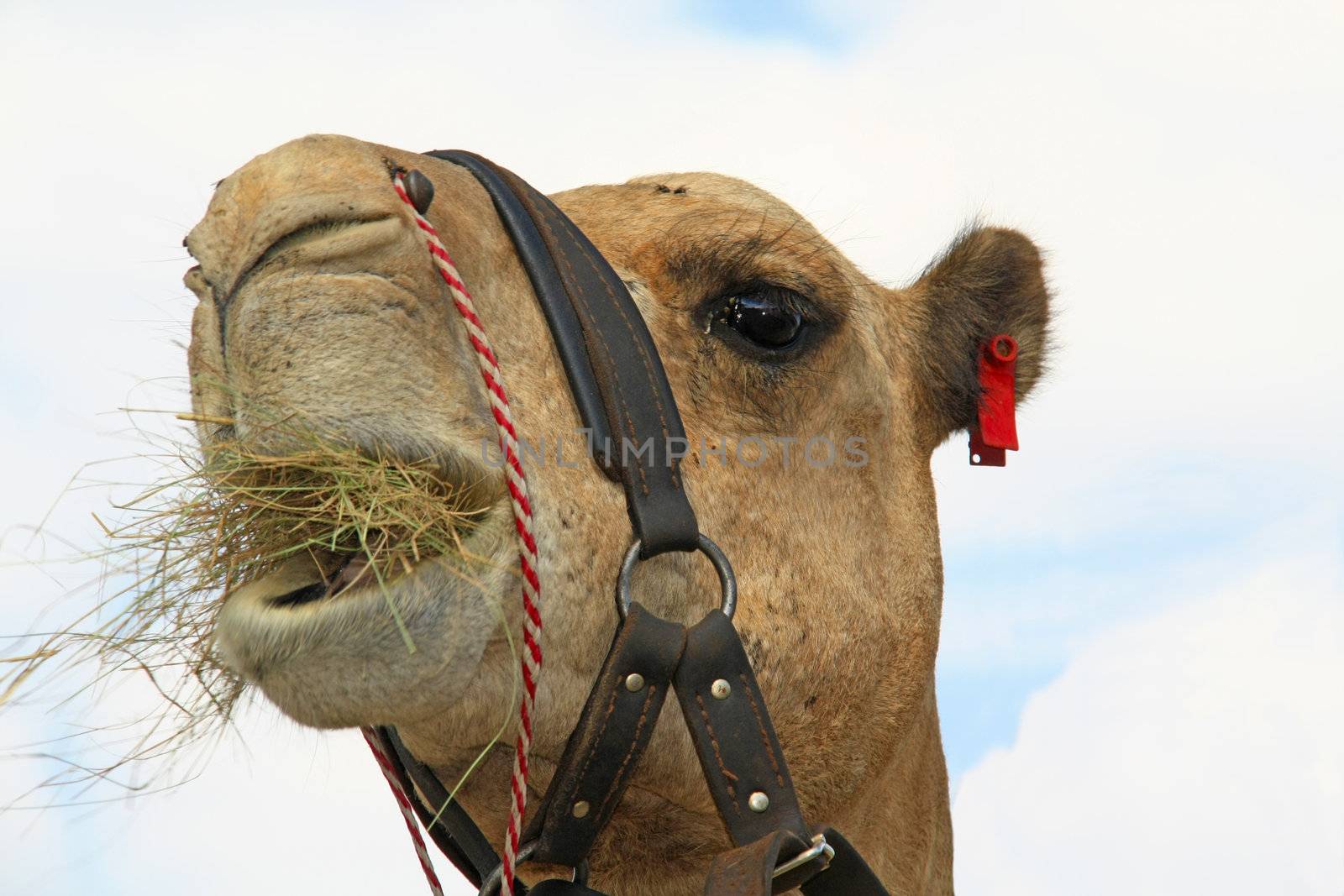 Camel Caravan by ChrisAlleaume