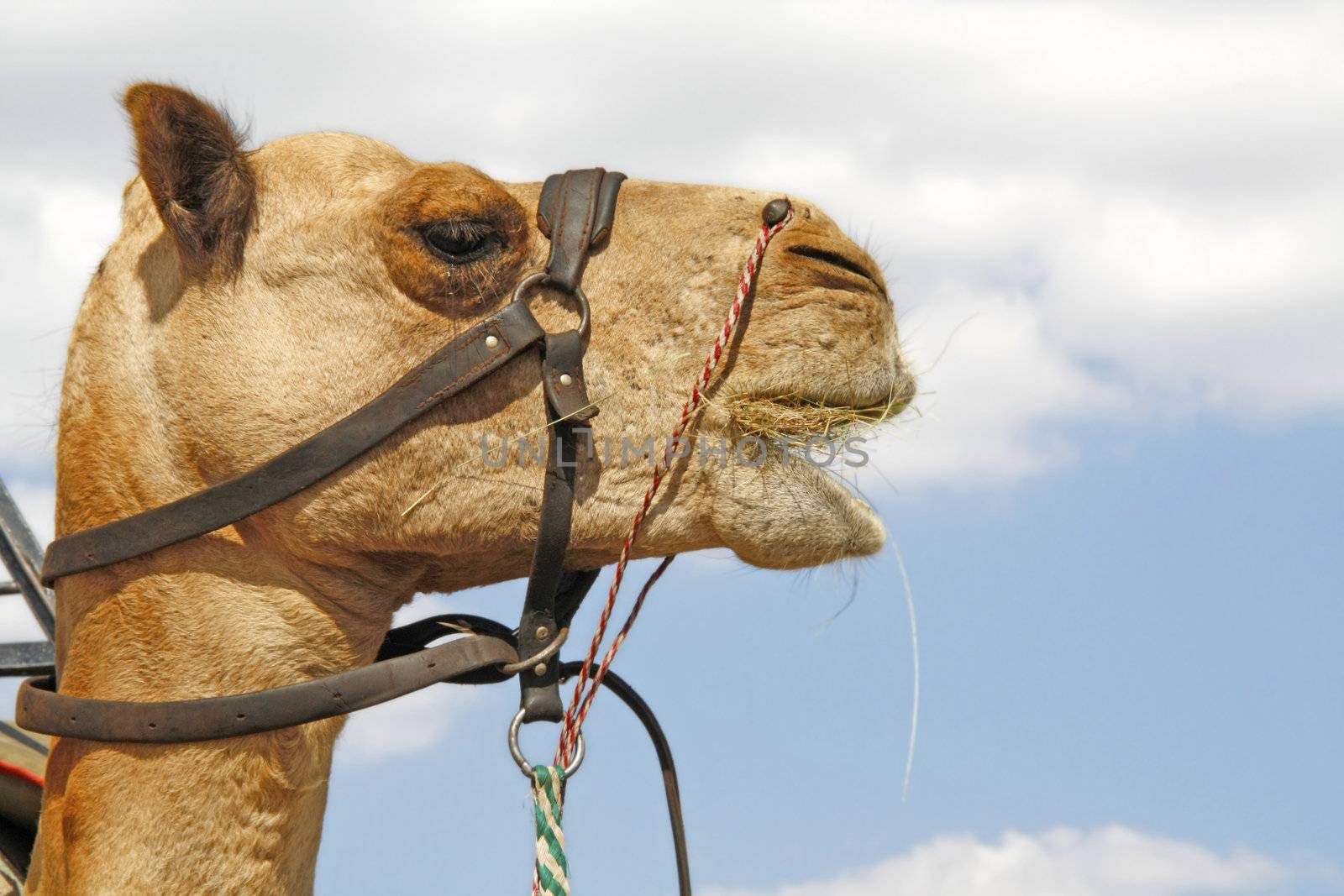 Camel Caravan by ChrisAlleaume