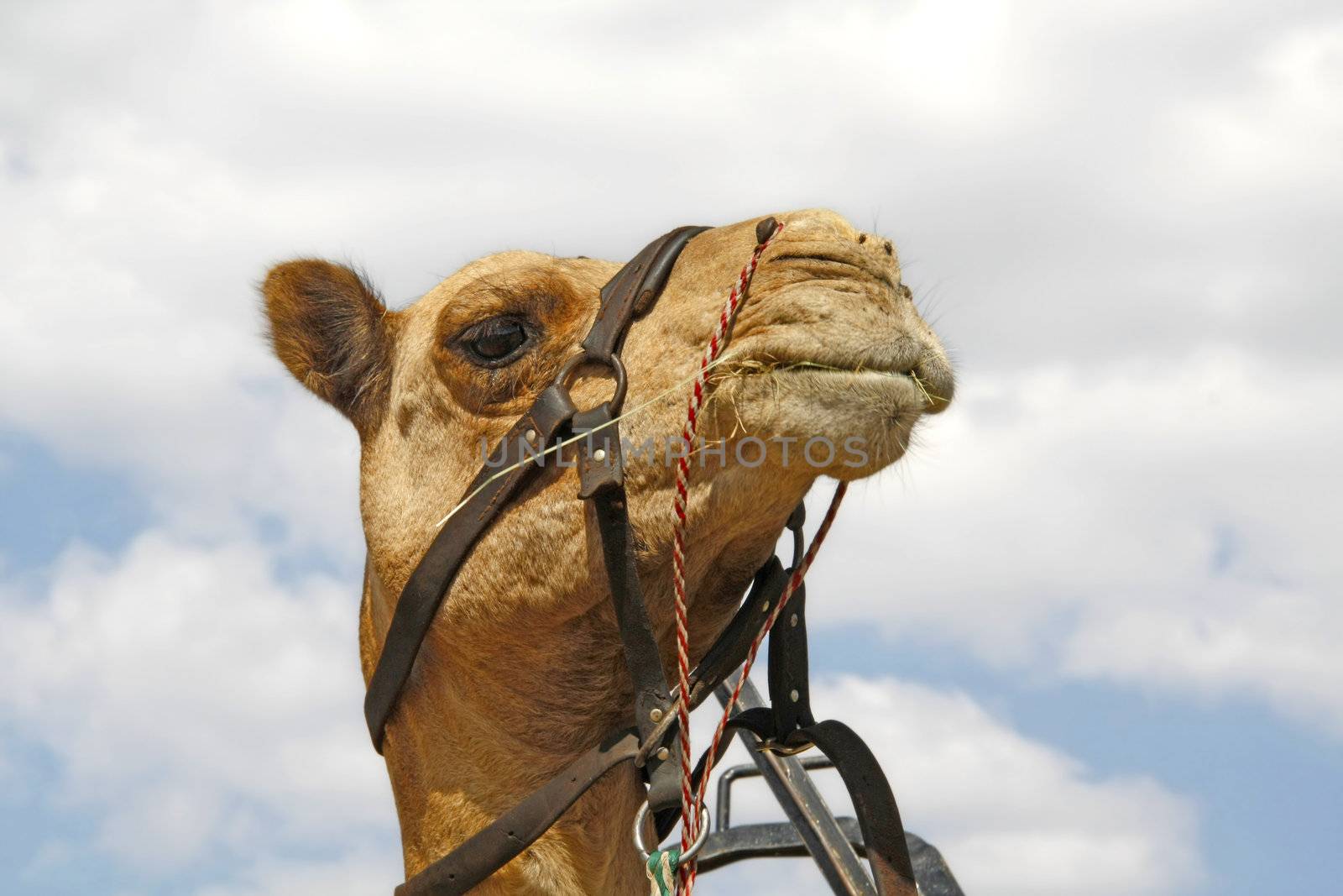 Camel Caravan by ChrisAlleaume