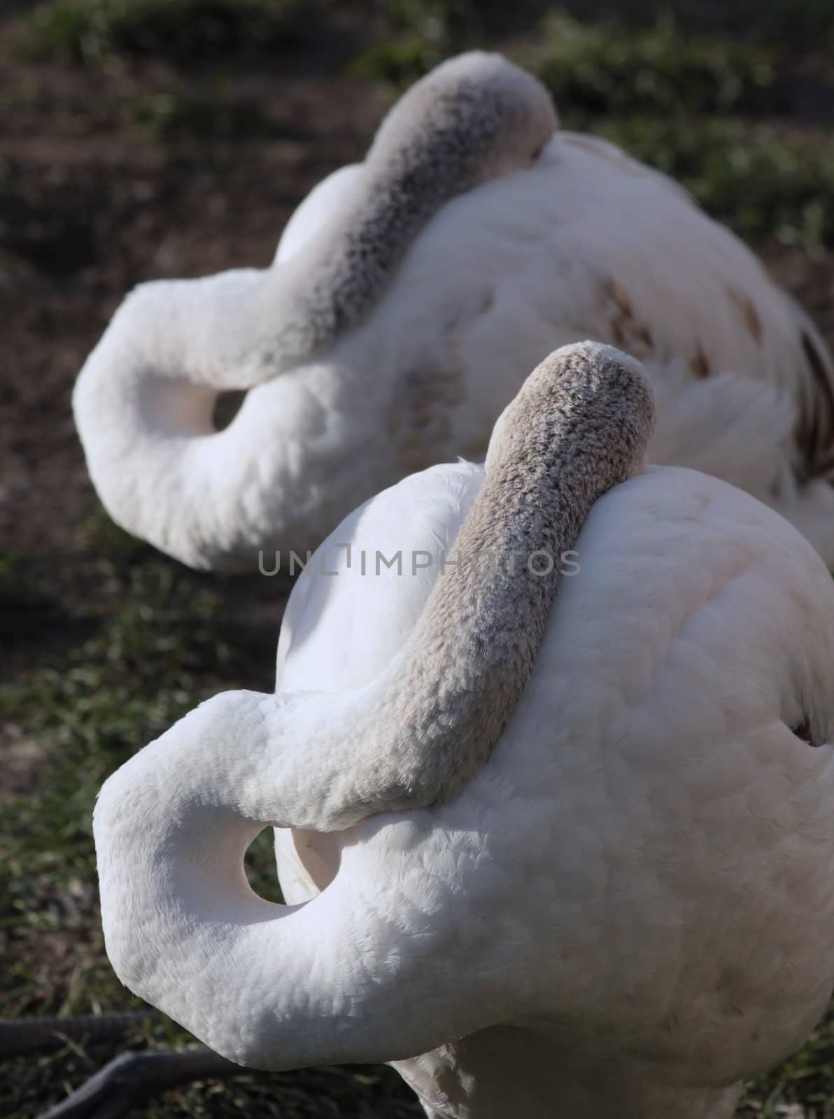 pelicans sleep in the afternoon