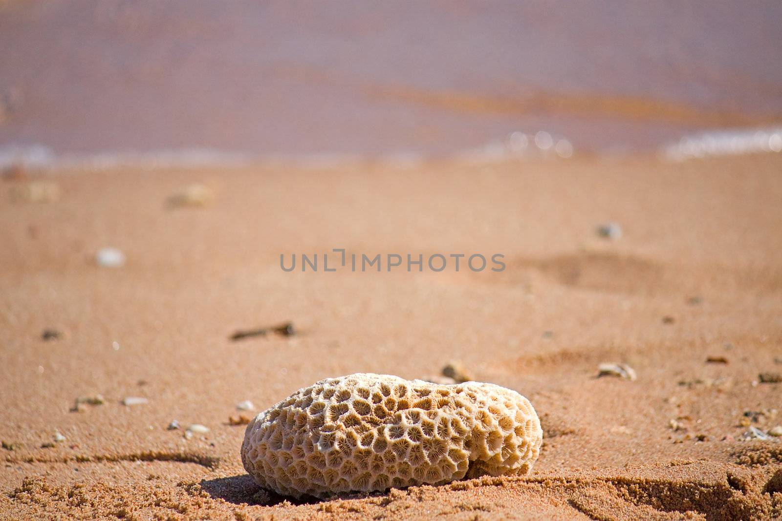 Coral on the beach by zhannaprokopeva