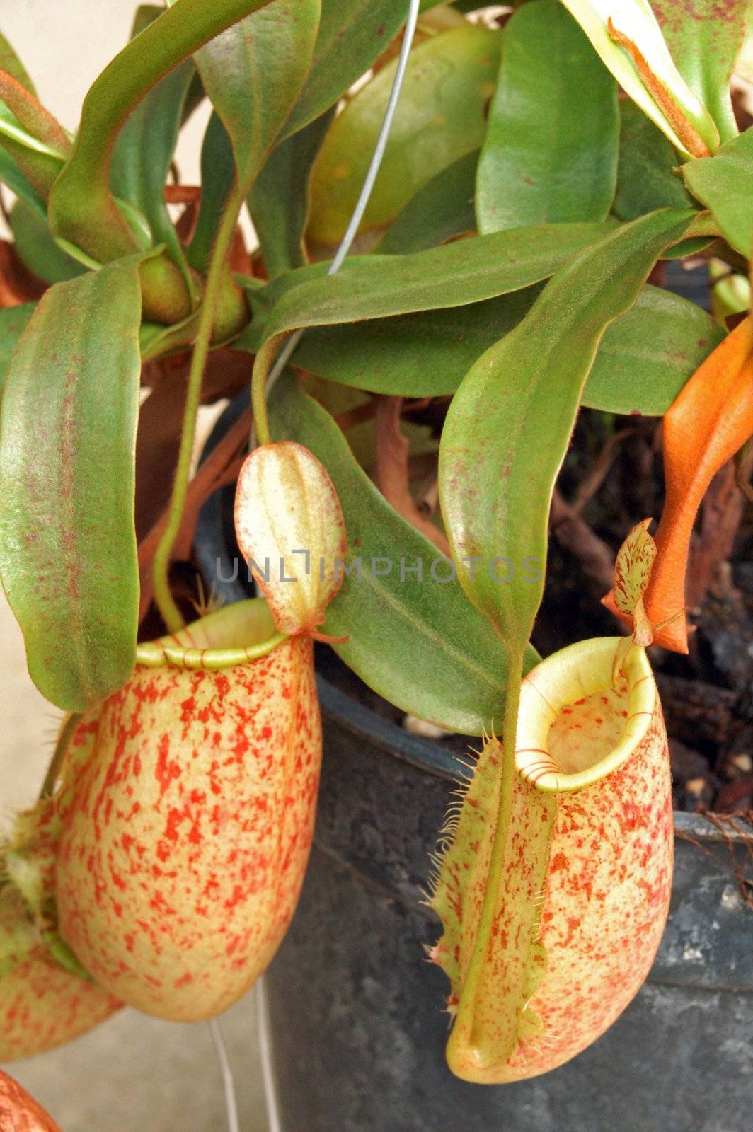 Pitcher Plant Nepenthes Truncata is a carnivorous plant that feeds on insects