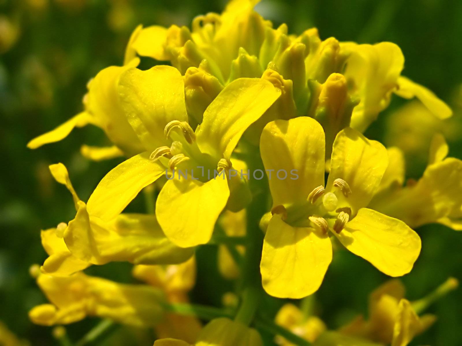 A photograph of a yellow flower in a field.