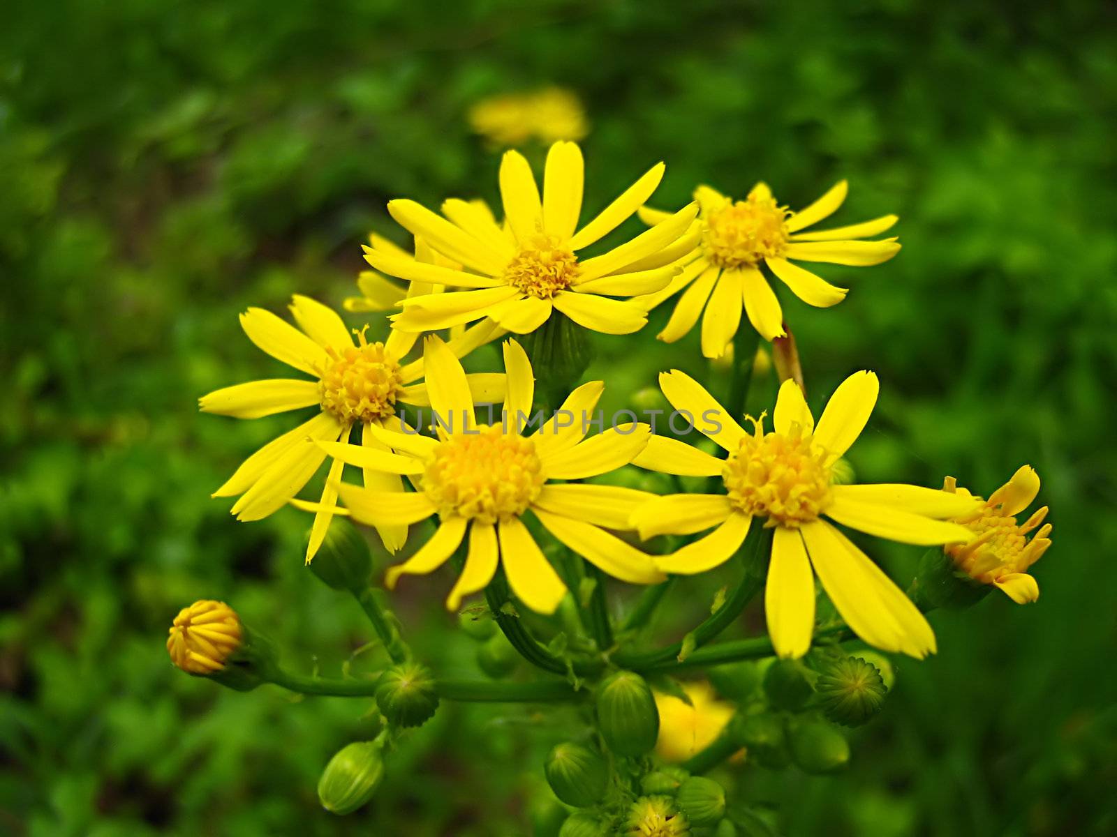 A photograph of a yellow flower in a field.