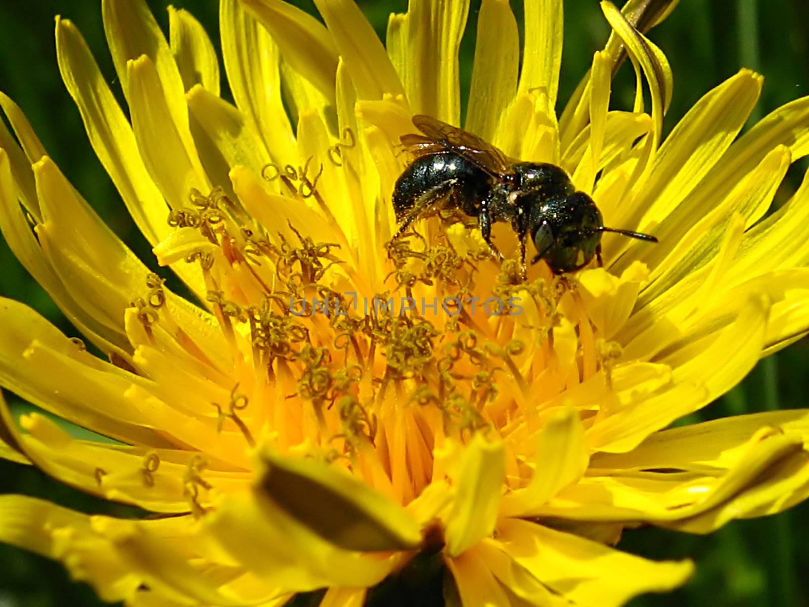 A photograph of a bee on a yellow flower.