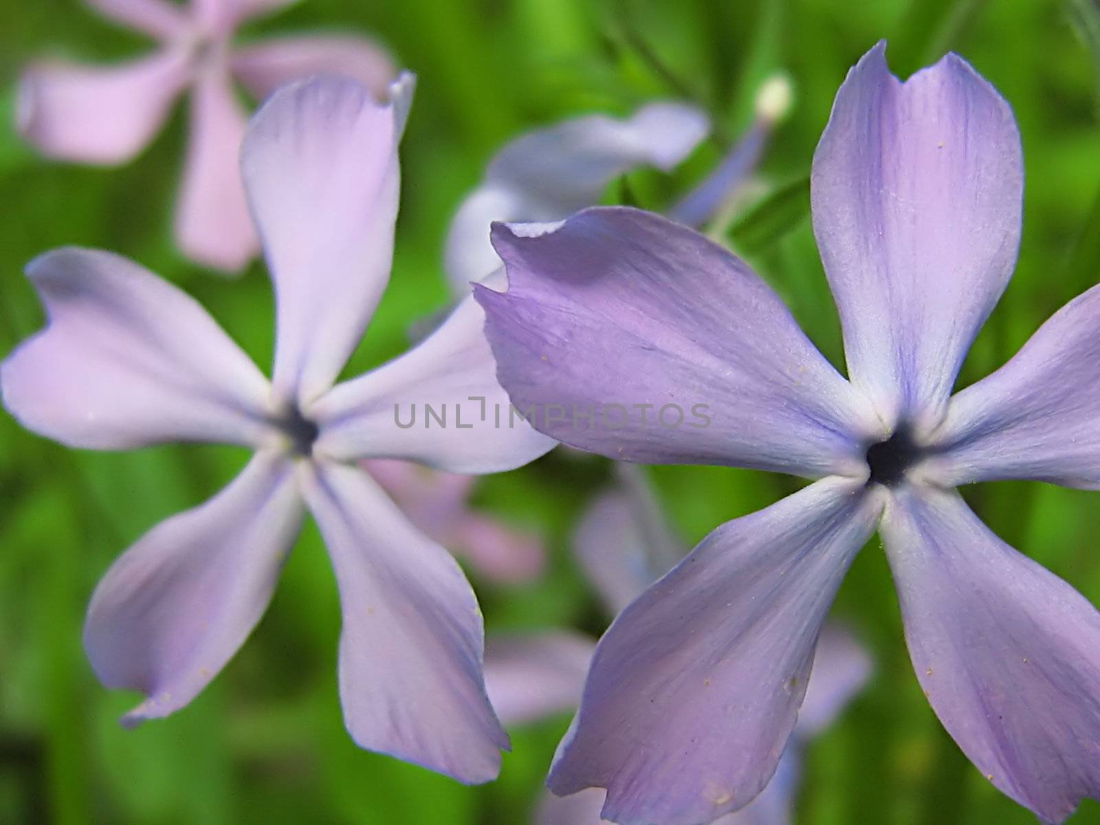 A photograph of a lavender flower in a field.