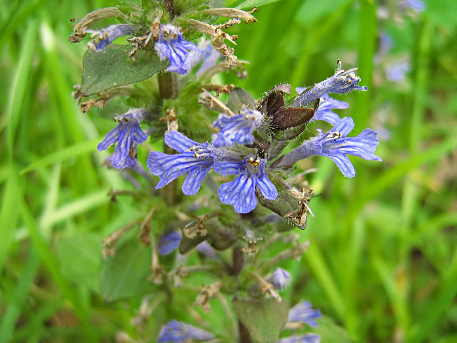 A photograph of a blue flower in a field.