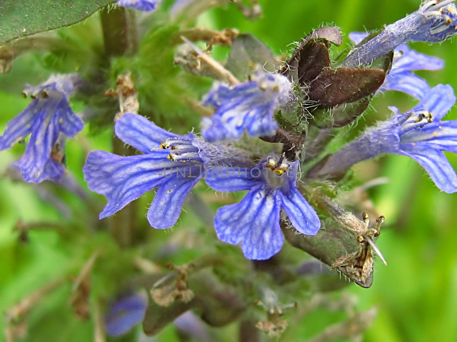 A photograph of a blue flower in a field.