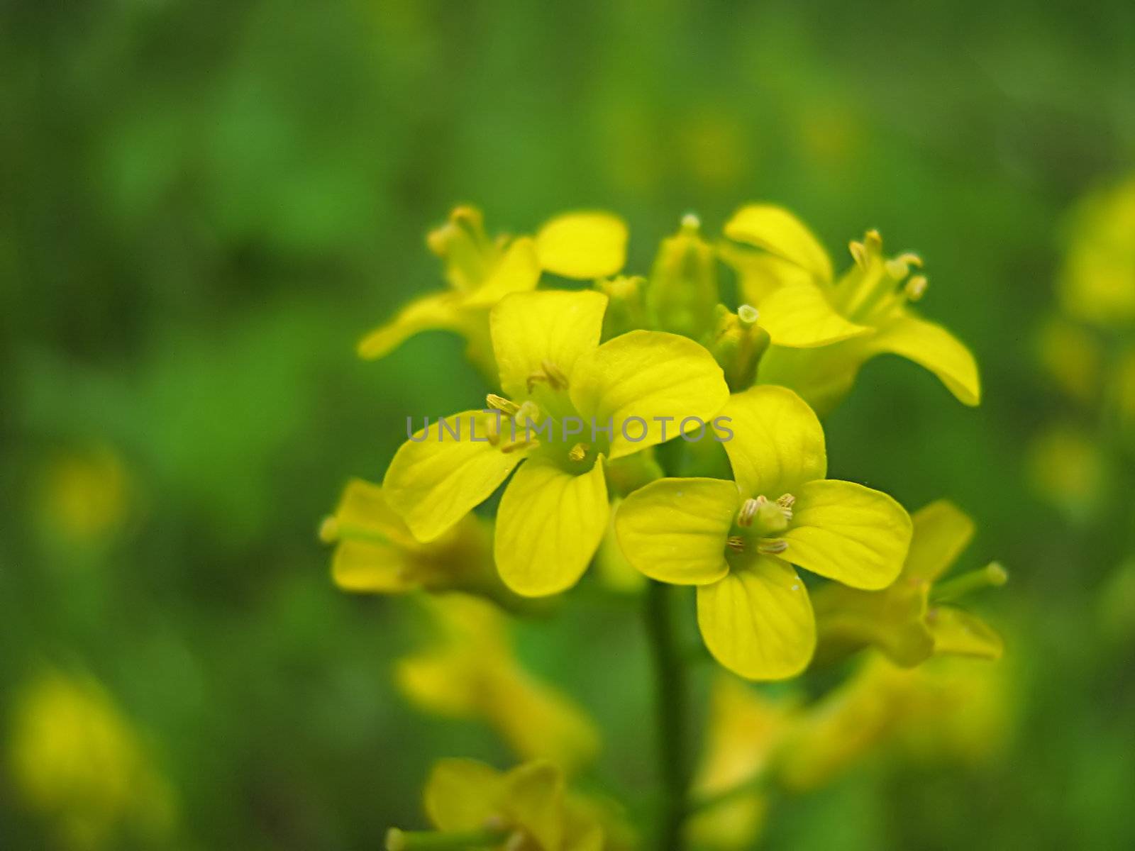 A photograph of a yellow flower in a field.