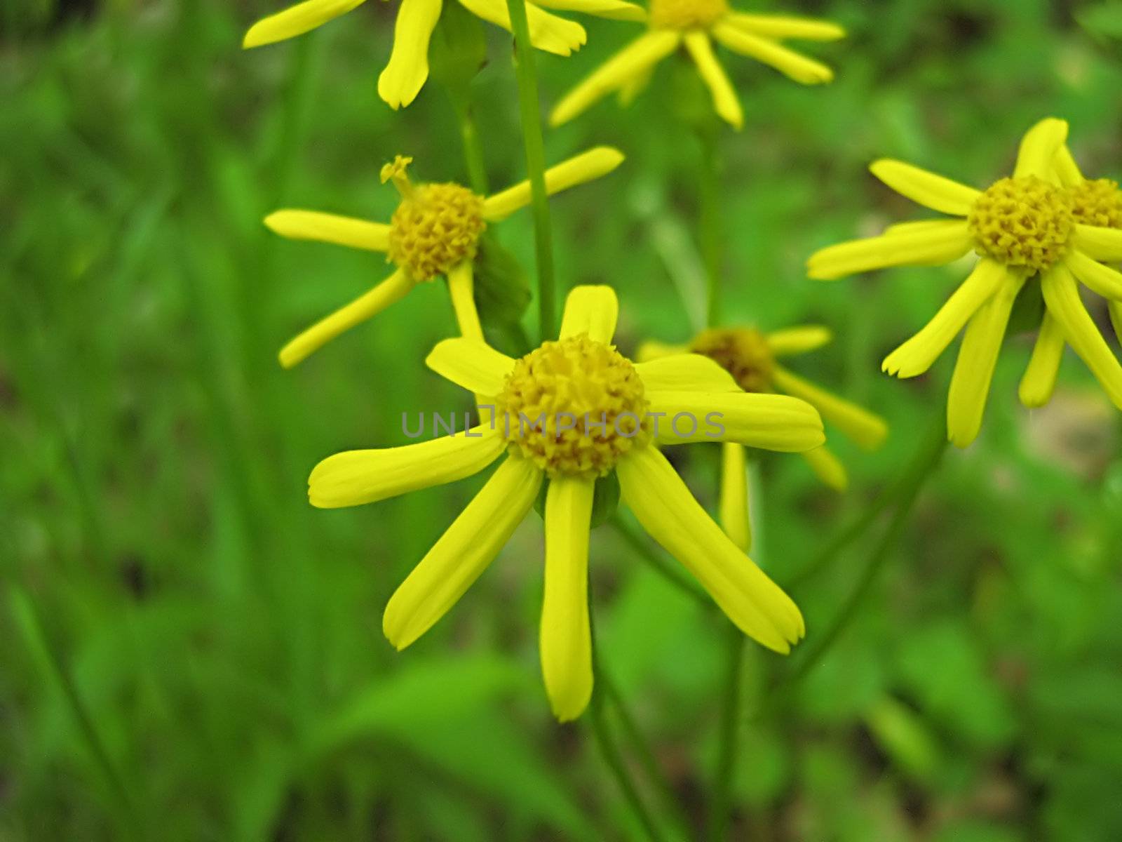 Yellow Flower by llyr8