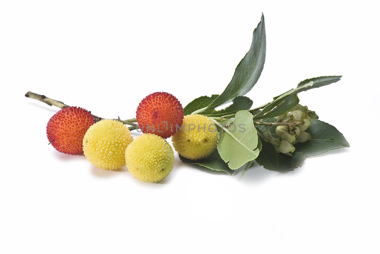 Some fruits of Arbutus unedo with leaves and flowers isolated on a white background.