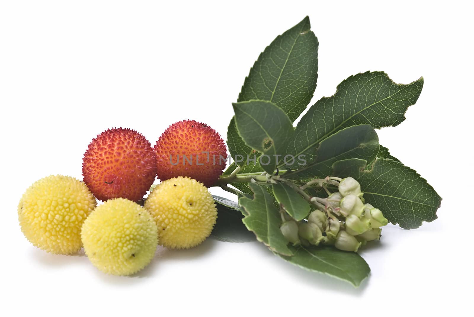 Some fruits of Arbutus unedo with leaves and flowers isolated on a white background.