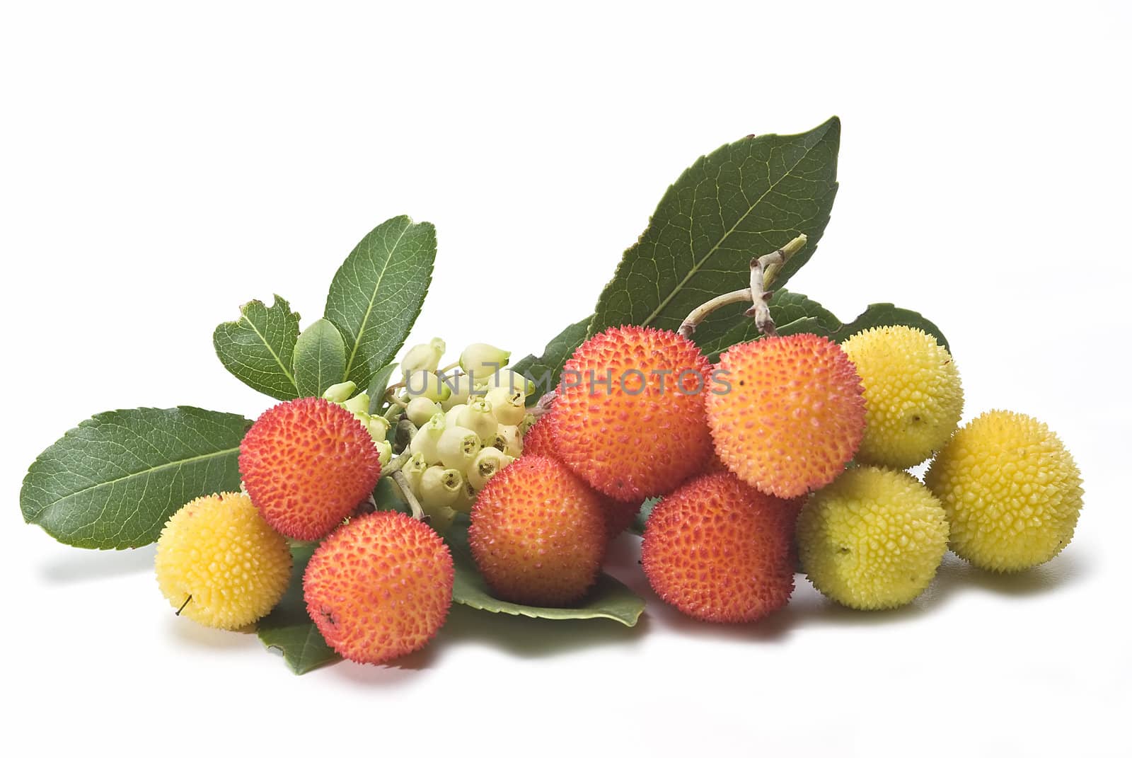 Some fruits of Arbutus unedo with leaves and flowers isolated on a white background.