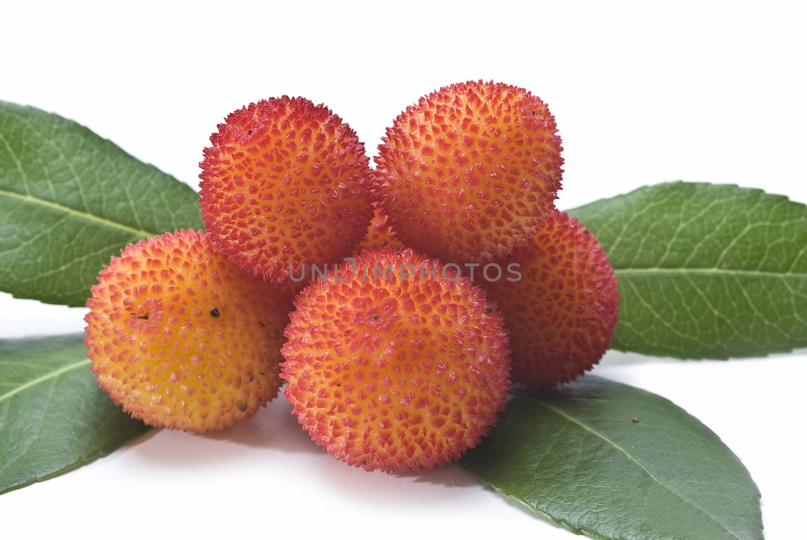 Some fruits of Arbutus unedo with leaves and flowers isolated on a white background.