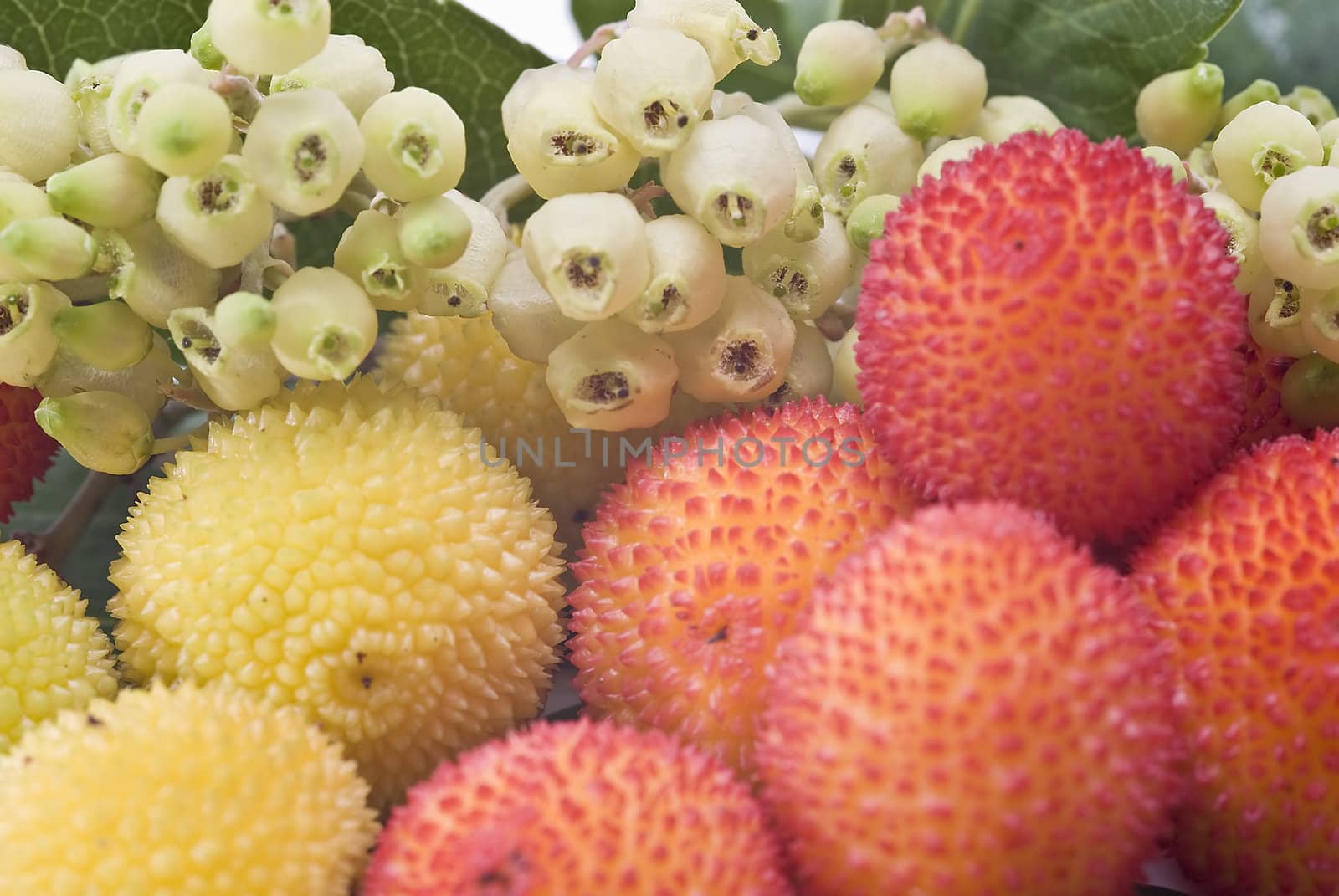Arbutus fruit. by angelsimon