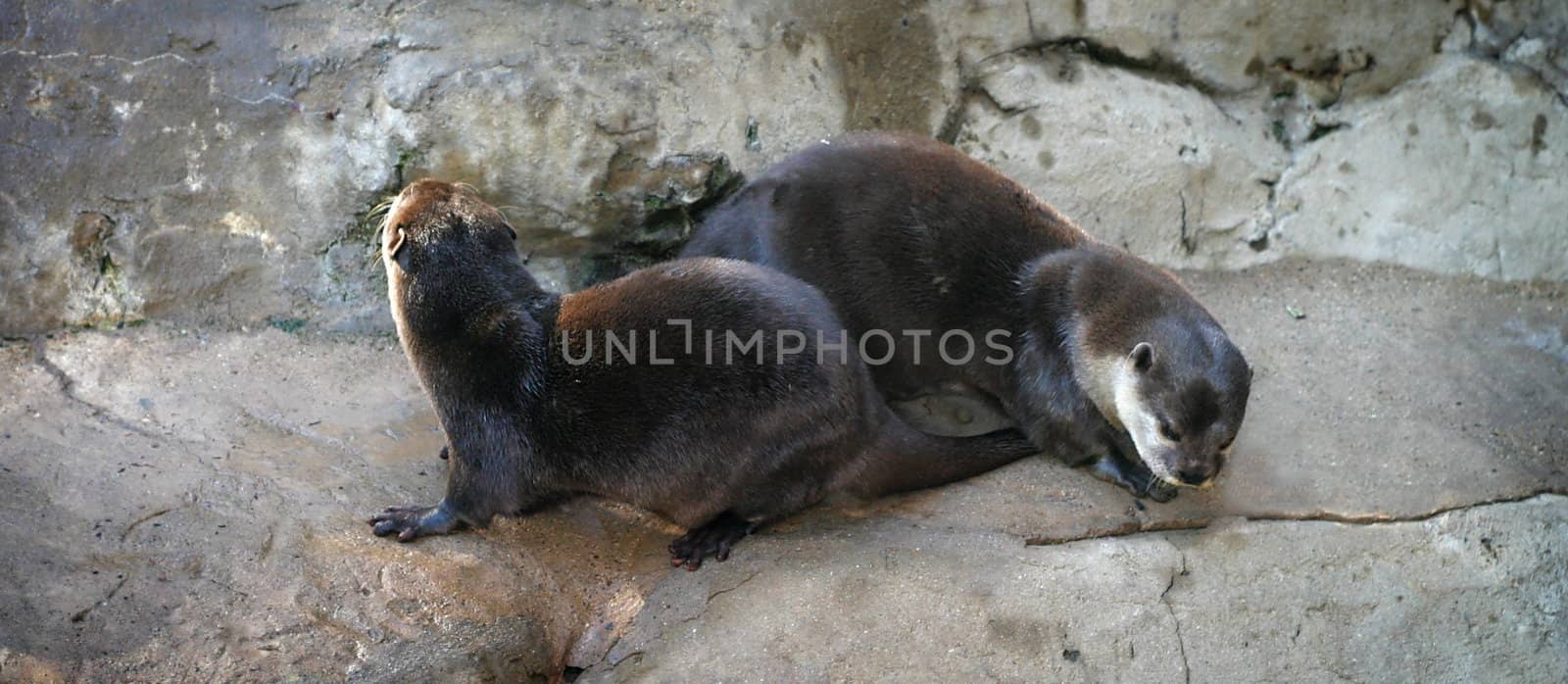 Two otter on stone playing with each other.