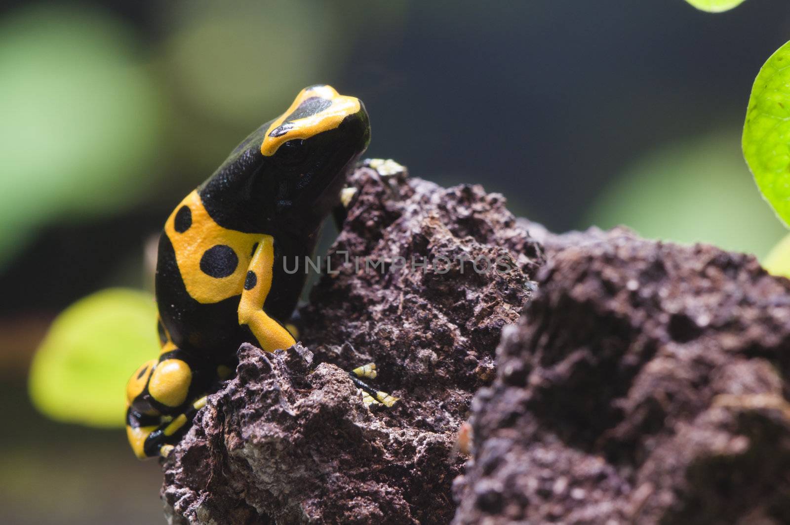 Black and yellow tropical poisonous frog of the rain forest