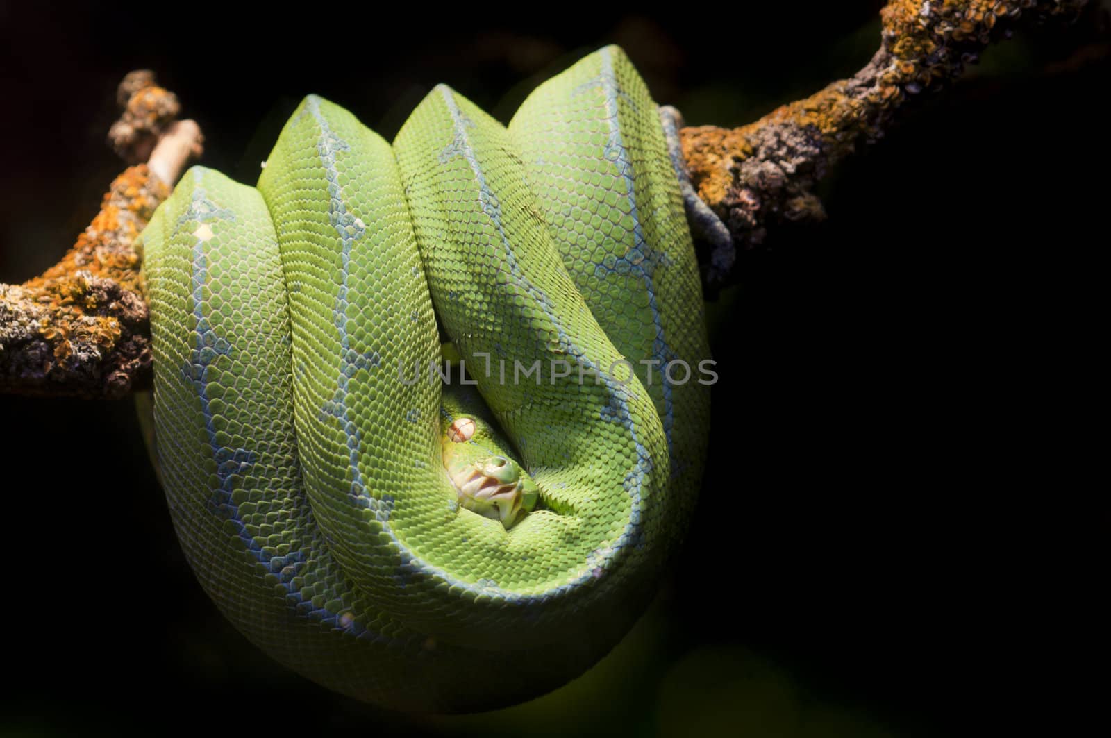 Tropical Green snake resting on a branch