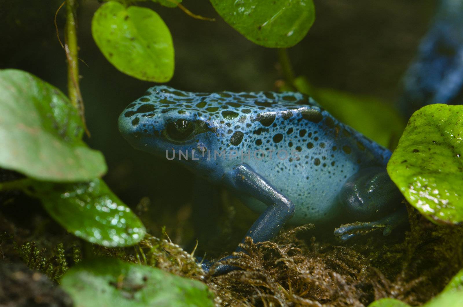 Black and blue tropical poisonous frog of the rain forest