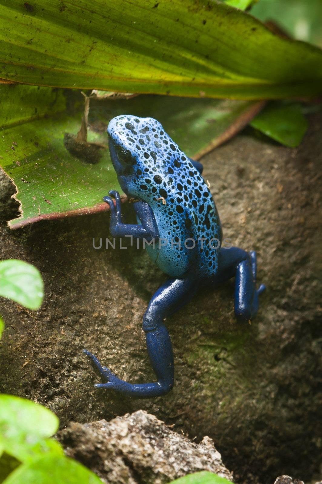 Black and blue tropical poisonous frog of the rain forest
