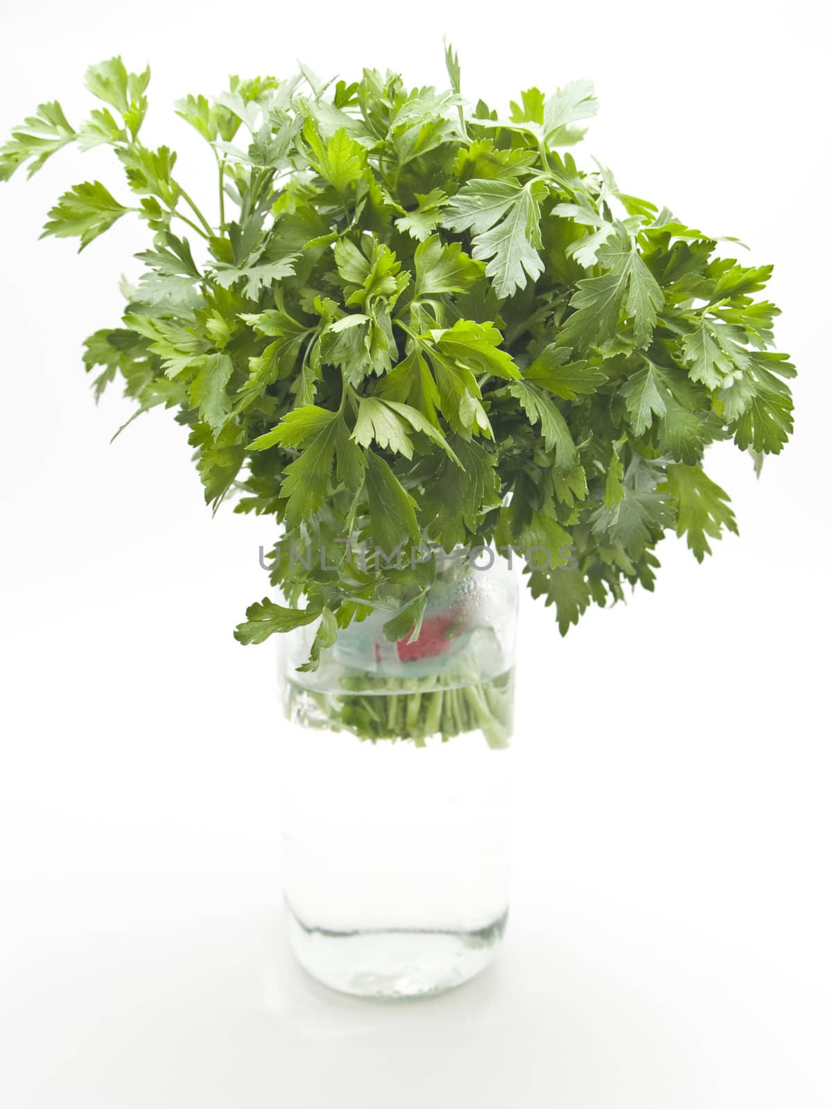 bottle with parsley by lauria