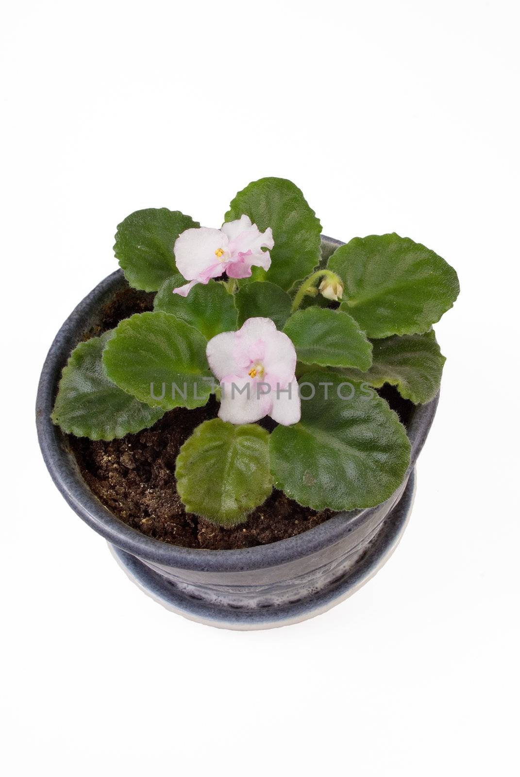 Pink flower in a pot isolated on the white