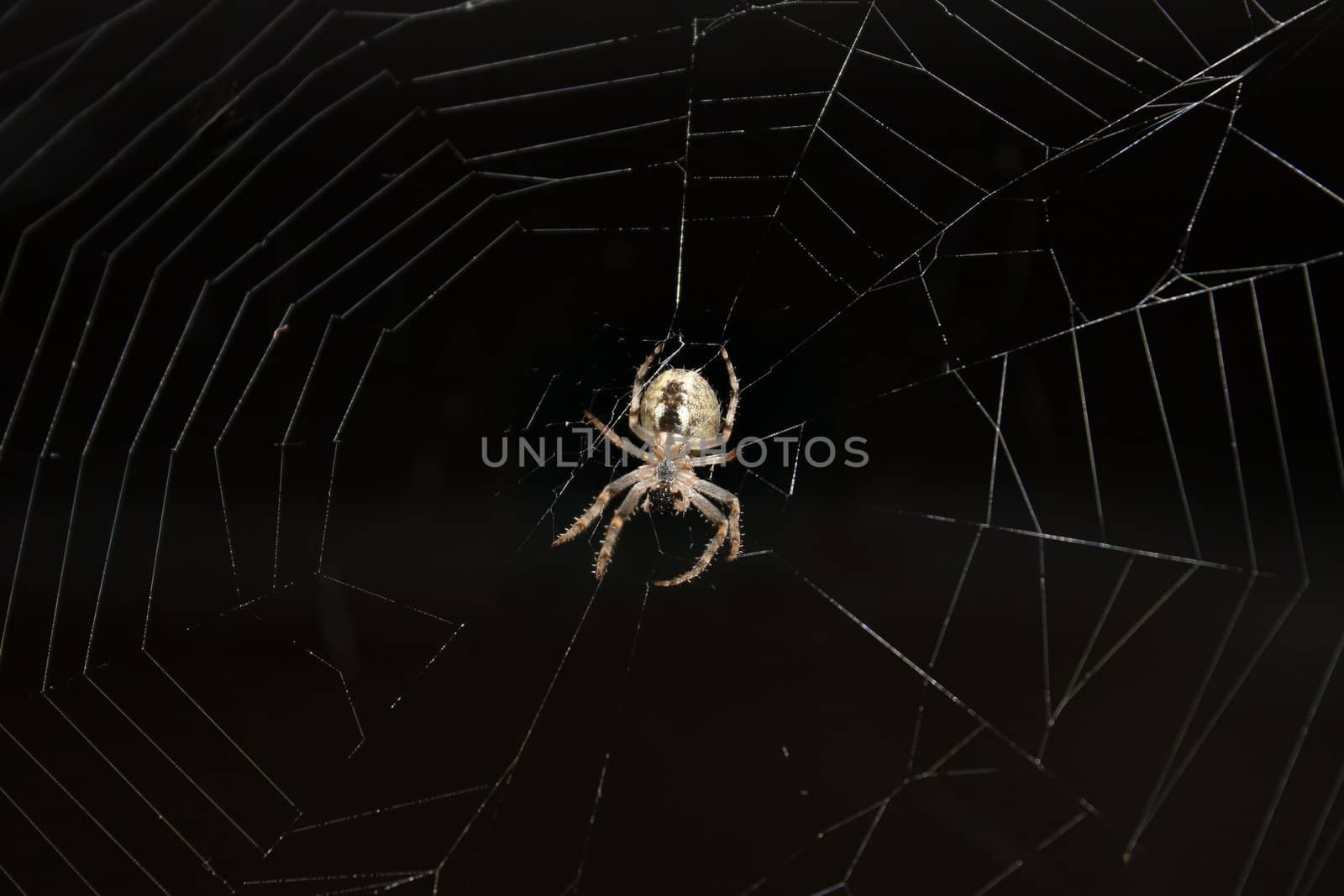 Spider on a web by qiiip