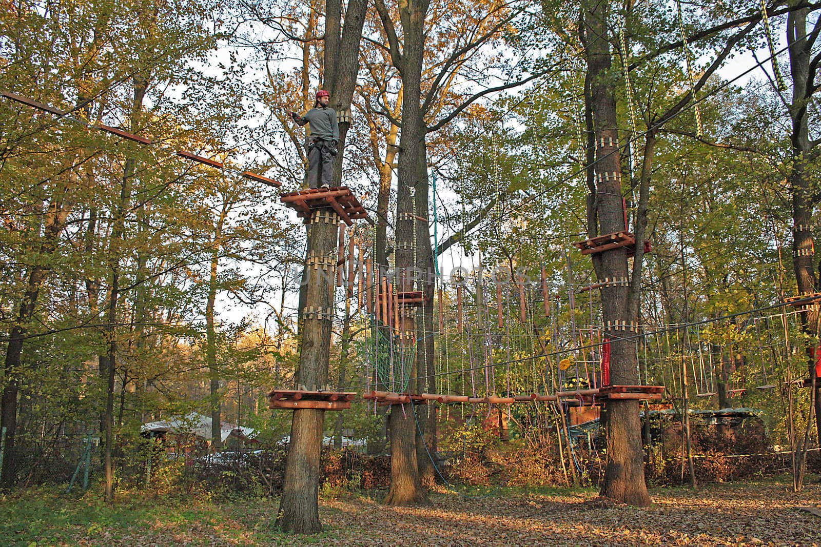 tree climbing