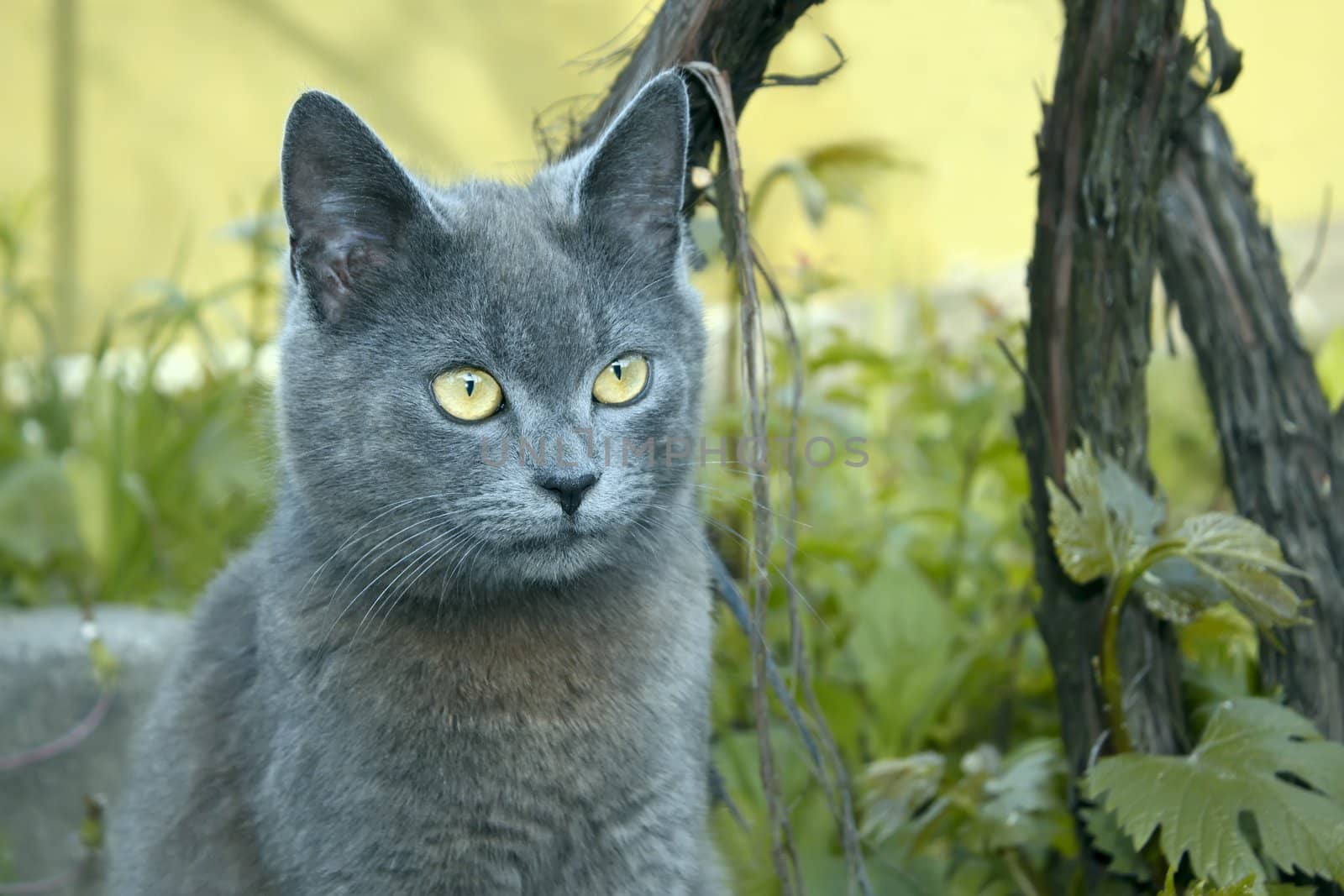 Gray cat outdoors by qiiip